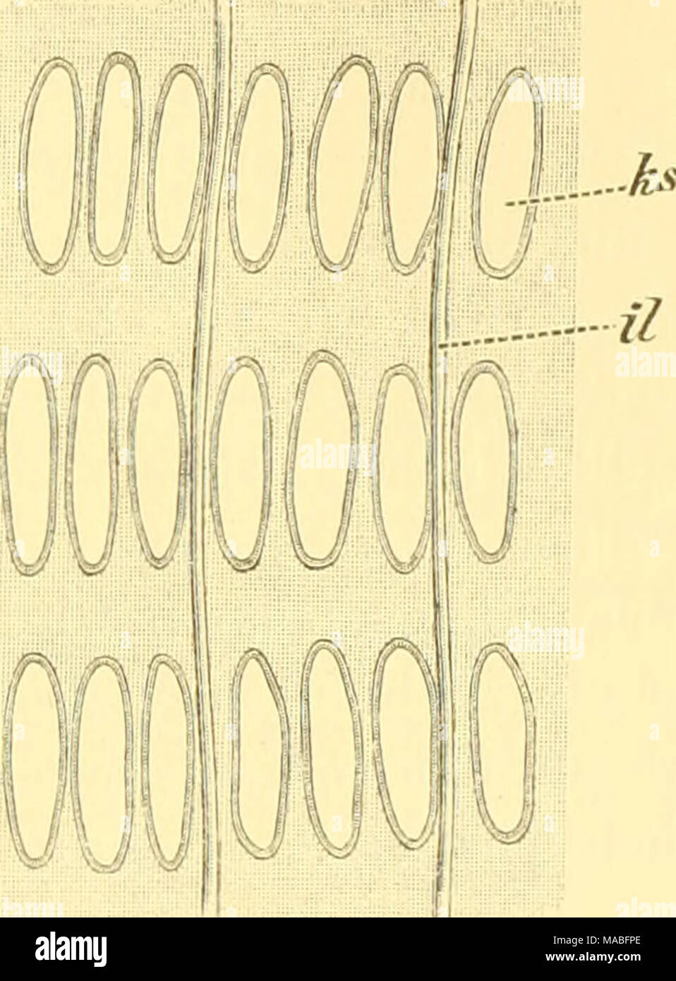 . Dr. H.G. Bronn's Klassen und Ordnungen des Thier-Reichs : wissenschaftlich dargestellt in Wort und Bild . Halbsehematische Darstellung des Kiemenkorbes einer Perophora von innen gesehen. B. Halbsehematische Darstellung der Kieme eines Botryllus von innen gesehen. = innere Längsgefässe; iq = innere Quergefässe; ks = Kiemenspalten; p = Papillen. einen vollkommen übereinstimmenden Bau und gleiche Lagebeziehungen aufweisen können. Lahille, und manche Forscher si]id ihm darin gefolgt, bezeichnet die als Längsfalten auftretenden Gefässe als Längsrippen ,, c 6 t e s longitudinales&quot; und nimmt i Stock Photo