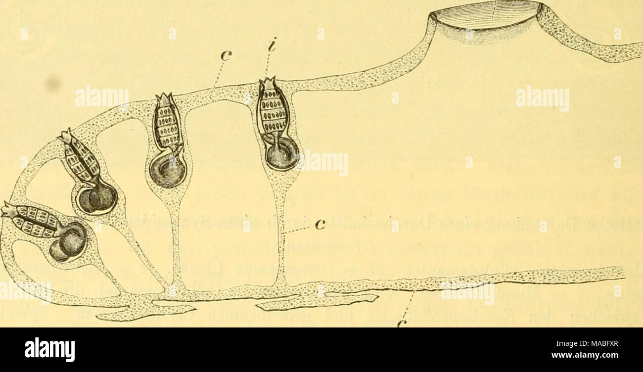 . Dr. H.G. Bronn's Klassen und Ordnungen des ThierReichs