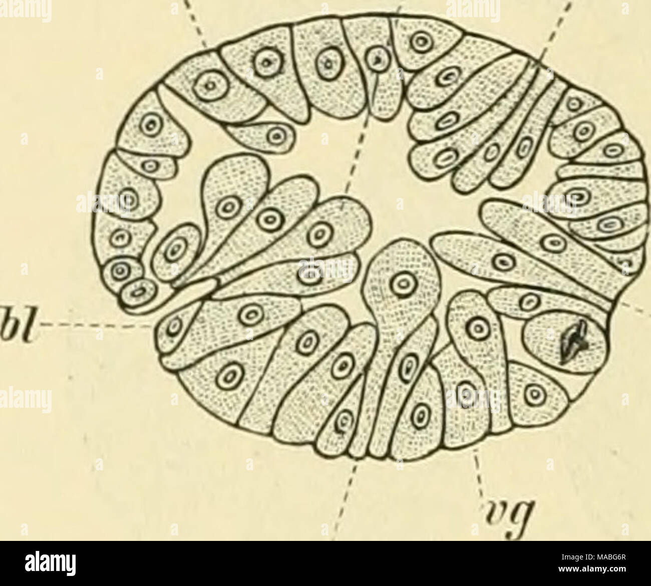 . Dr. H.G. Bronn's Klassen und Ordnungen des ThierReichs