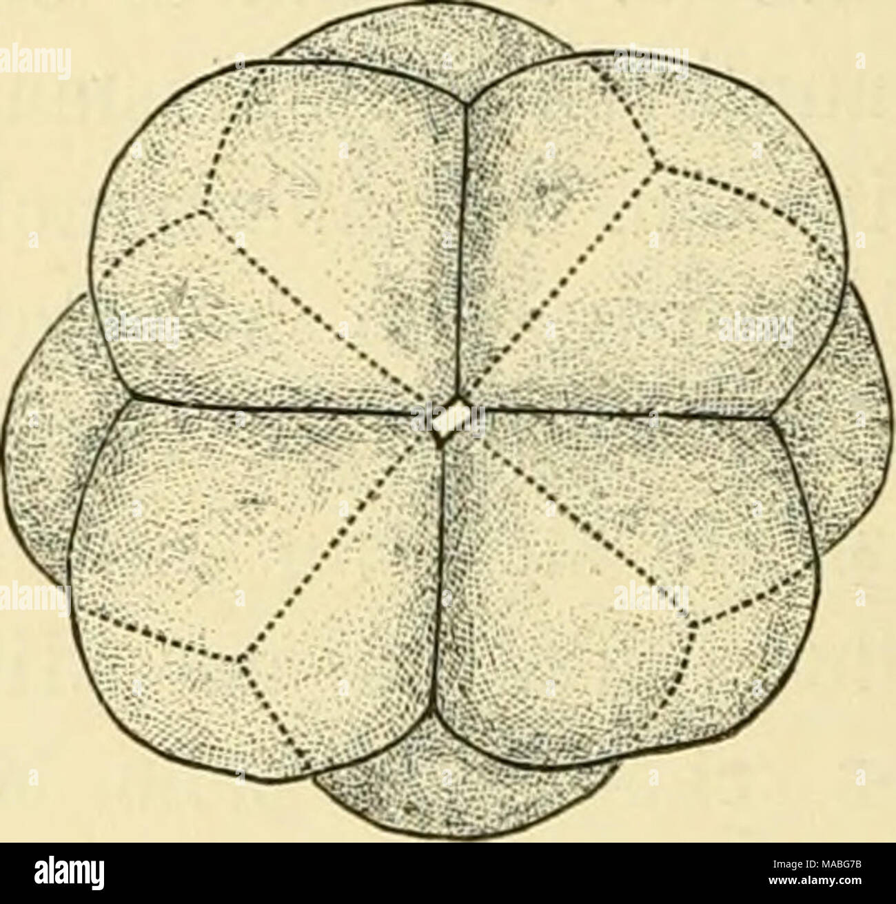 . Dr. H.G. Bronn's Klassen und Ordnungen des ThierReichs