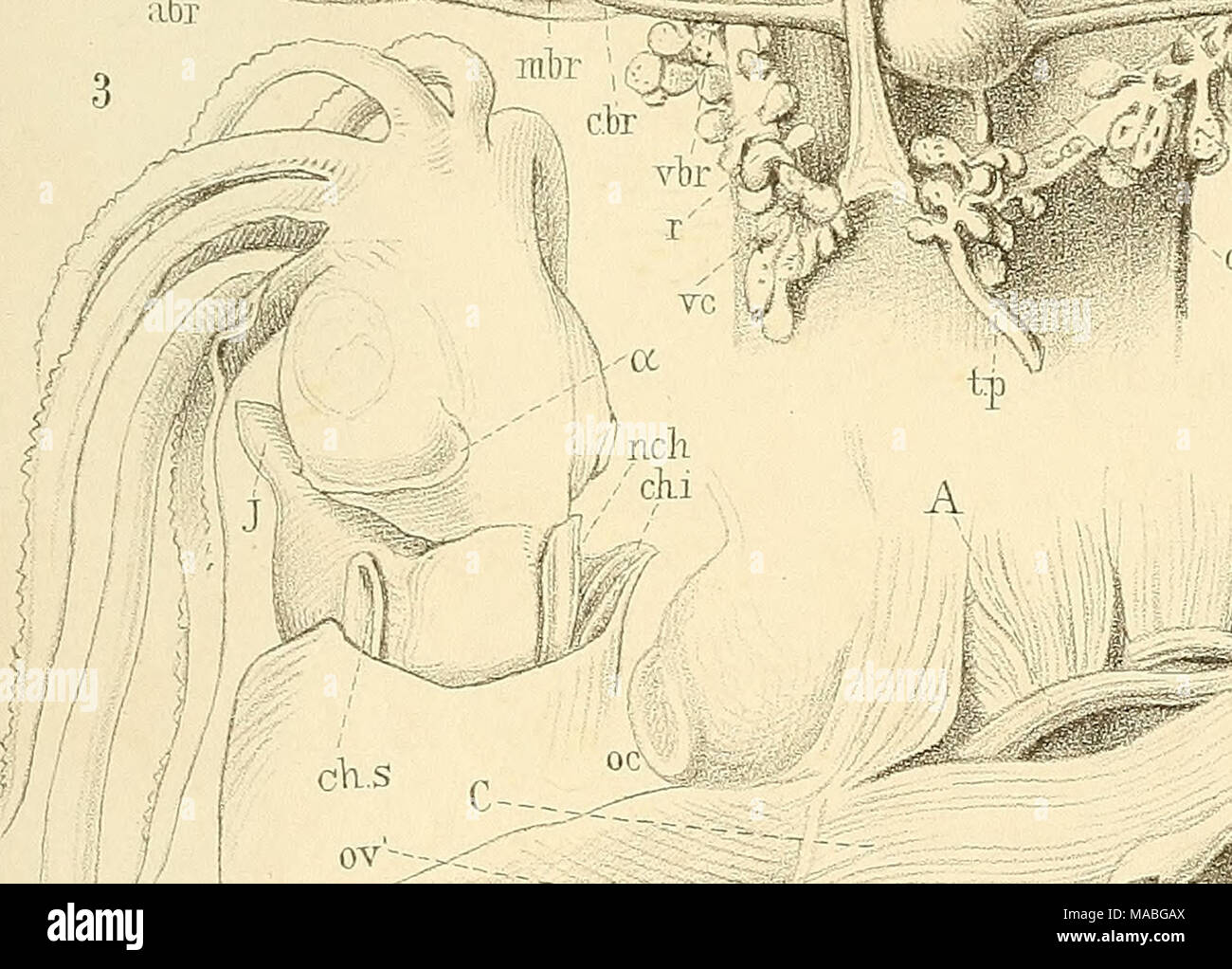 V Ata High Resolution Stock Photography And Images Alamy V Ata High Resolution Stock Photography And Images Alamy