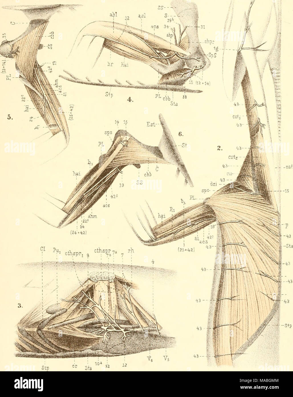 . Dr. H.G. Bronn's Klassen und Ordnungen des ThierReichs wissenchaftlich dargestellt in Wort