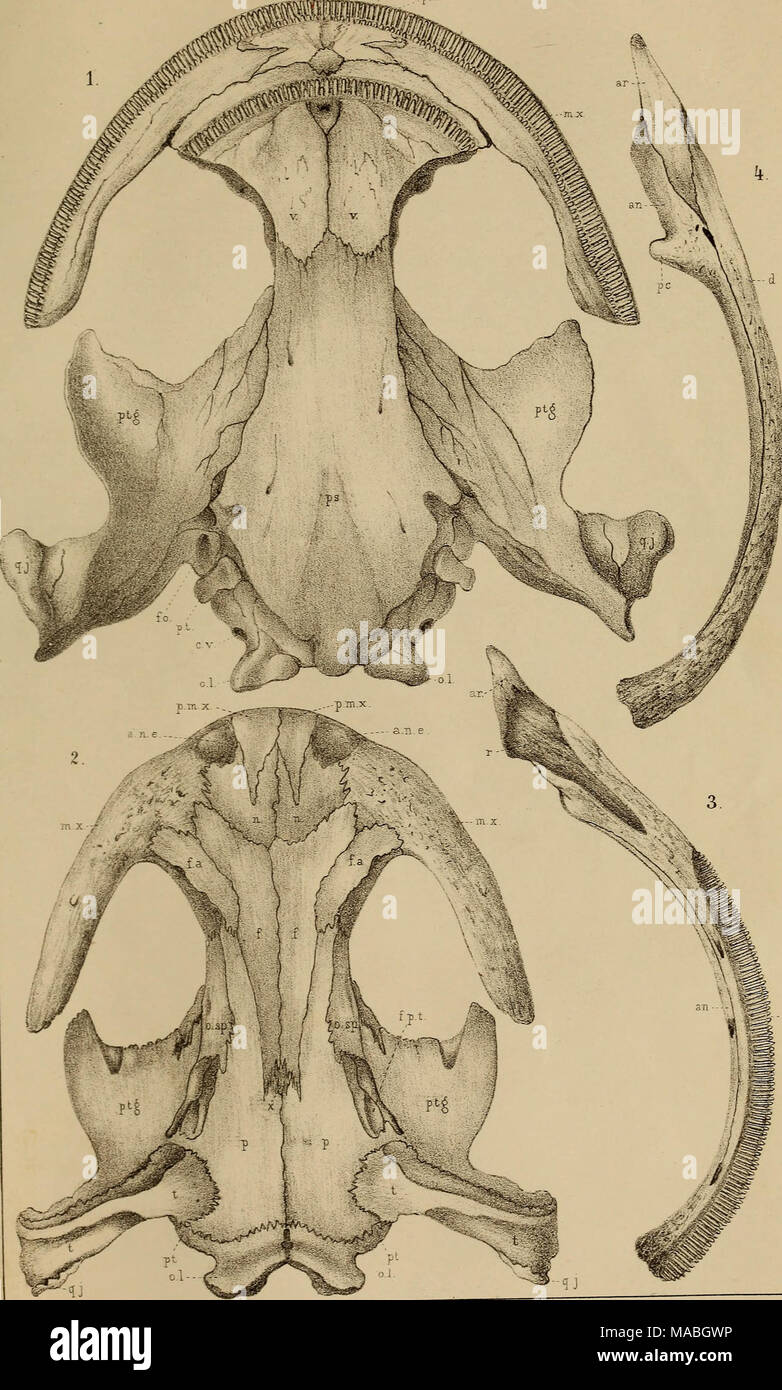 . Dr. H. G. Bronn's Klassen und Ordnungen der Amphibien wissenschaftlich dargestellt in Wort und Bild . Stock Photo