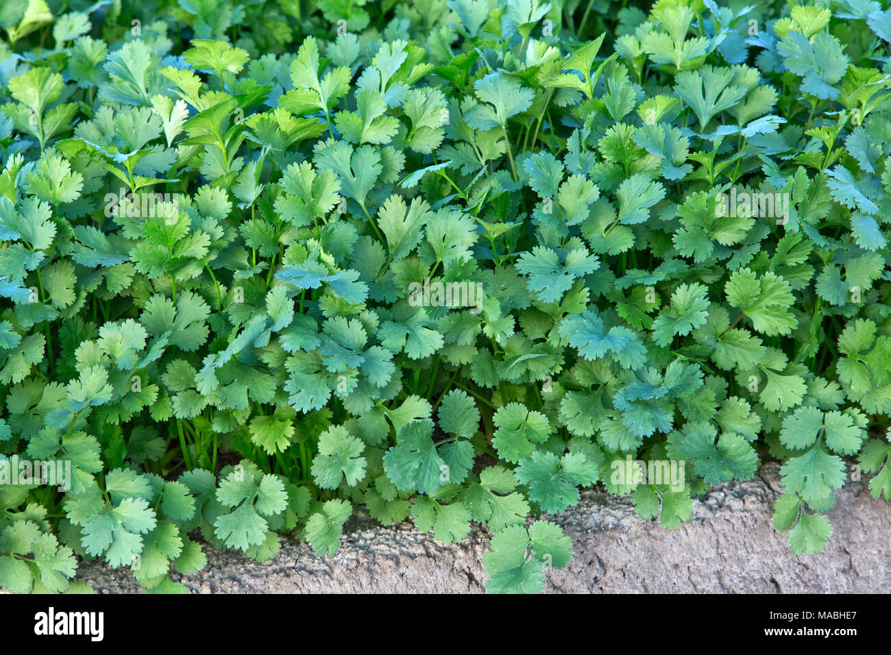 Close-up of Cilantro  'Coriandrum sativum' under cultivation, also known as Coriander. Stock Photo