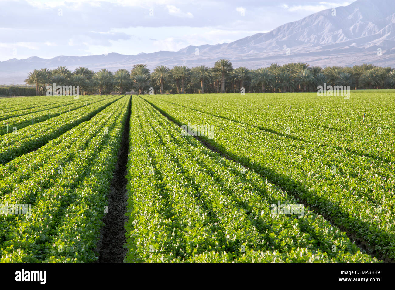 Natural coriander field hires stock photography and images Alamy