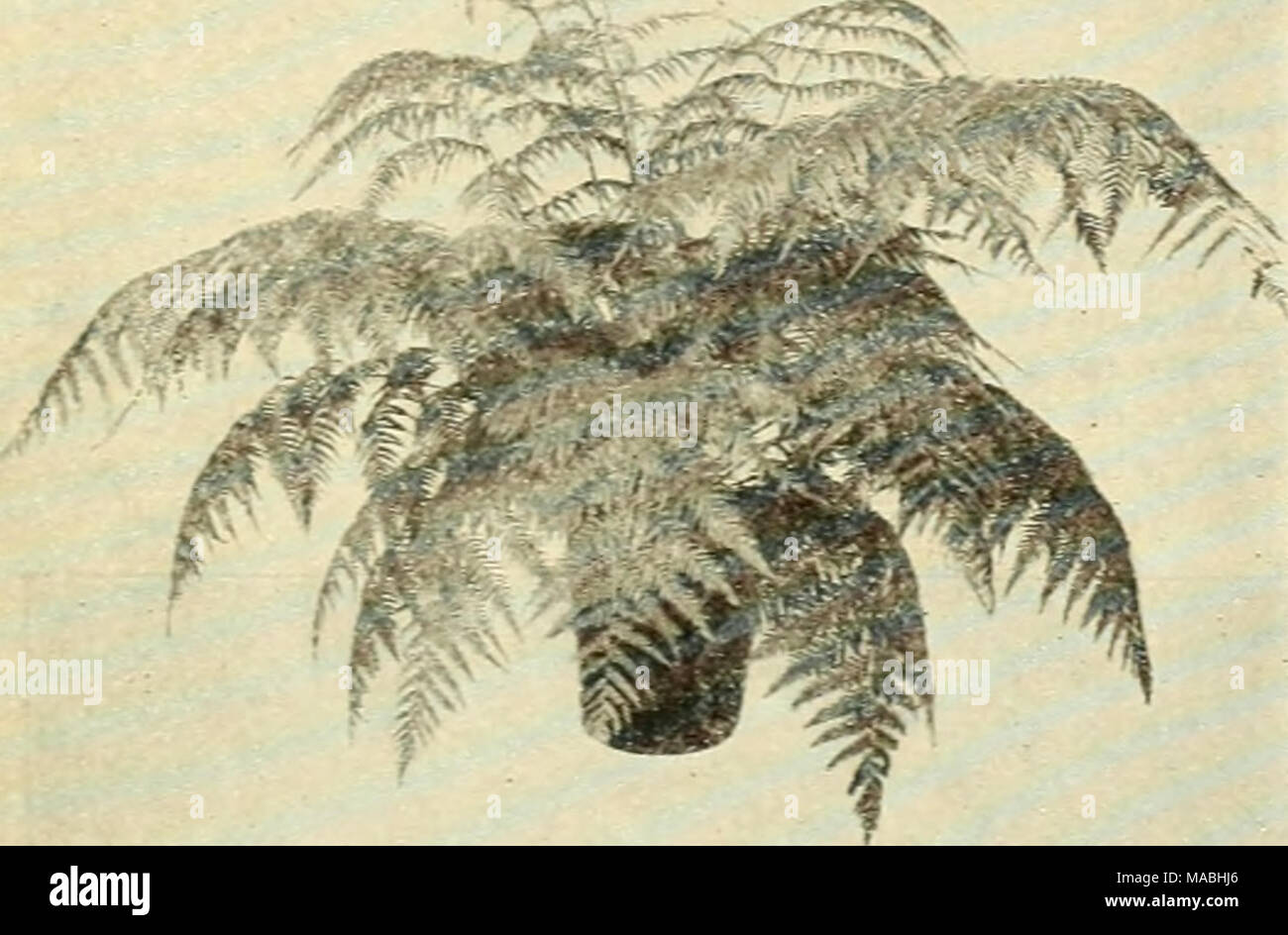 . Dreer's wholesale price list for florists . Cibotium Schiedei Cibotium Schiedei—Mexican Tree Fern One of the most desirable and most valuable Ferns for room decoration. Grows to considerable size and is most attractive with its lovely large fronds of a beau- tiful light green color. A beautiful lot of strong specimen plants. Each Splendid plants in 10-inch tubs $6 00 Cyrtomium Rochfordianum compactum The Improved Holly Fern Next to the Boston Ferns this Holly Fern is the most satisfactory for home and apartment use because of its resistance to unfavorable conditions. Has rich glossy dark gre Stock Photo