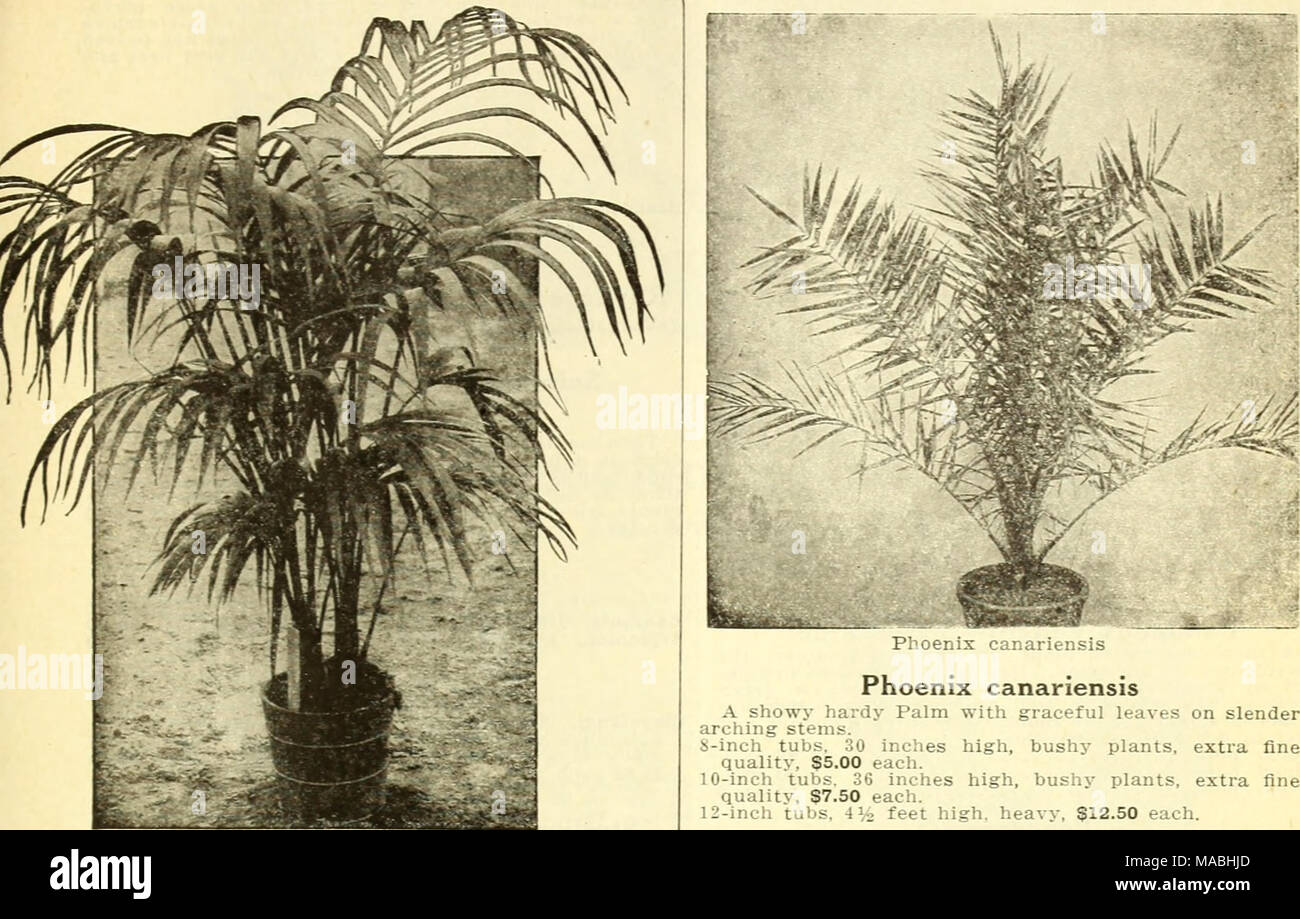 Dreer S Wholesale Price List For Florists Made Up Kentia Kentia