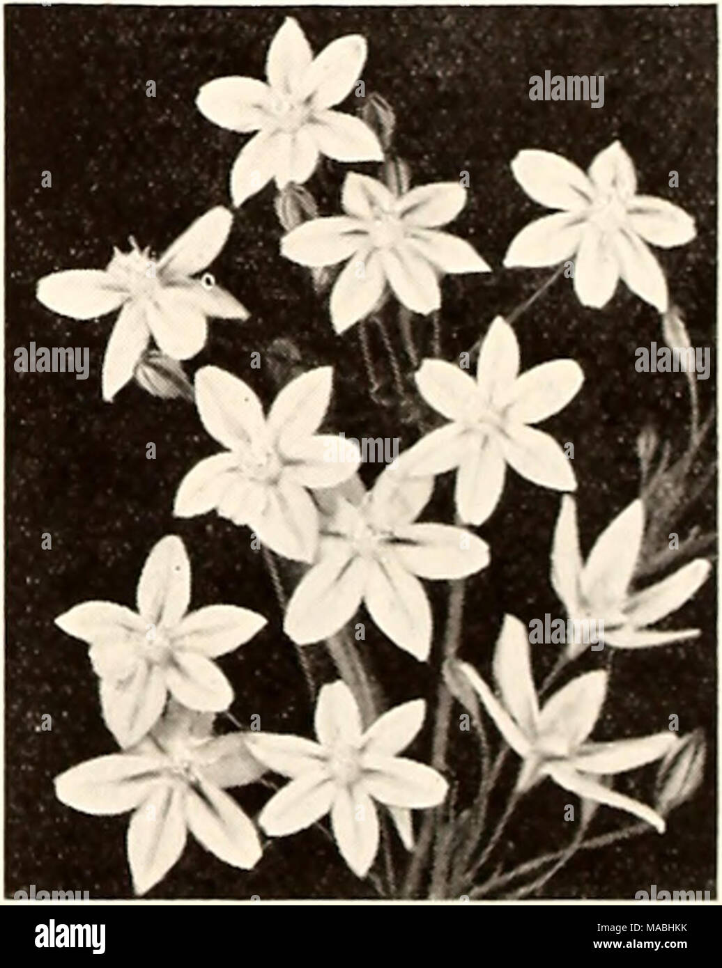 . Dreer's wholesale price list for florists . Brodiaea—A native of our Far West Brodiaea Mixed. These are lovely little bulbous plants native to our western states. They bloom during the spring and early summer, doing well in a sunny or semi- shaded position or in the gritty crevices of a deep rock garden pocket. They bear their showy blooms on stiff slender stems 8 to 15 Jnches long which makes them valuable for cutting. Some varieties in this mixture have lovely star-shaped blooms whereas others produce long trumpets with the petal tips flaring at the ends. Plant them outdoors early in the f Stock Photo