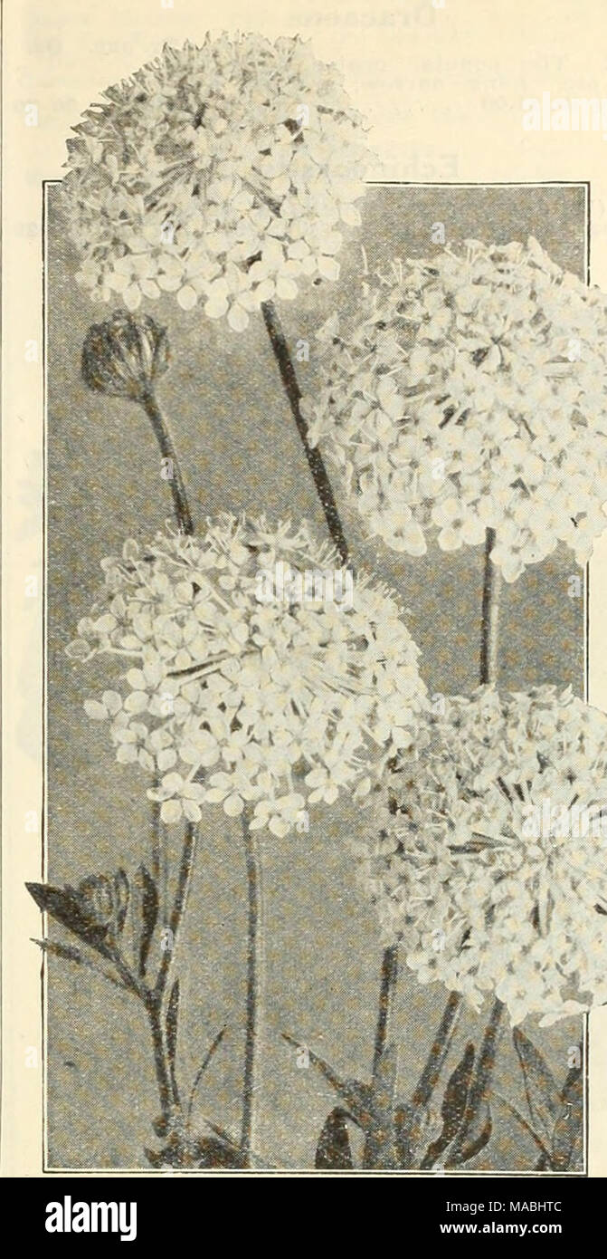 Lace flowers wholesale deals