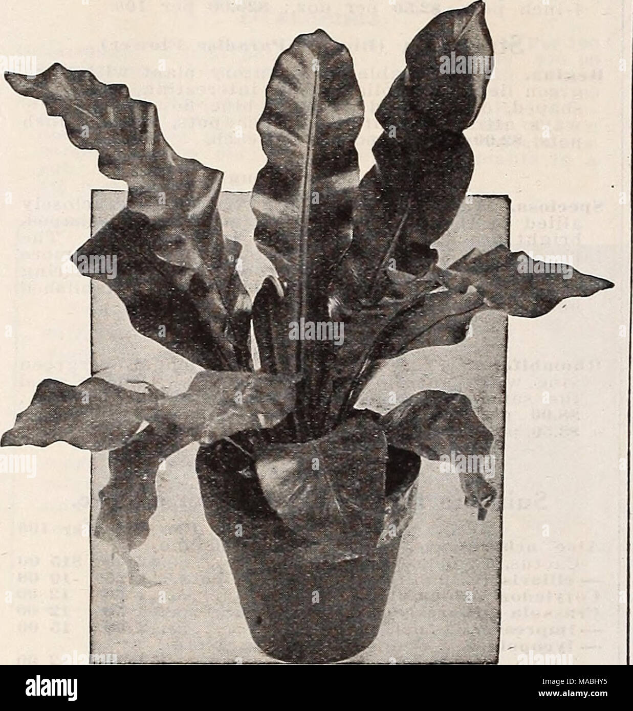 . Dreer's wholesale price list for florists : flower seeds plants and bulbs vegetable and lawn grass seeds sundries . Aspleniuni Nidus Avis (Bird's Nest Fern) Asplenium Nidus Avis (Bird's Nest Fern) A splendid, healthy, clean lot of plants. Thrifty young plants in 2%-inch pots, $3.50 per doz.; $25.00 per 100. 3-inch pots, $4.50 per doz.; $35.00 per 100. Cibotium Schiedei A beautiful lot of strong specimen plants, the finest we have yet sent out. Each Splendid 8-inch tubs $3 50 Splendid 10-inch tubs 5 00 Cyrtomium Rochfordianum compactum (The Improved Holly Fern) Per 100 Per 1000 We offer a fin Stock Photo