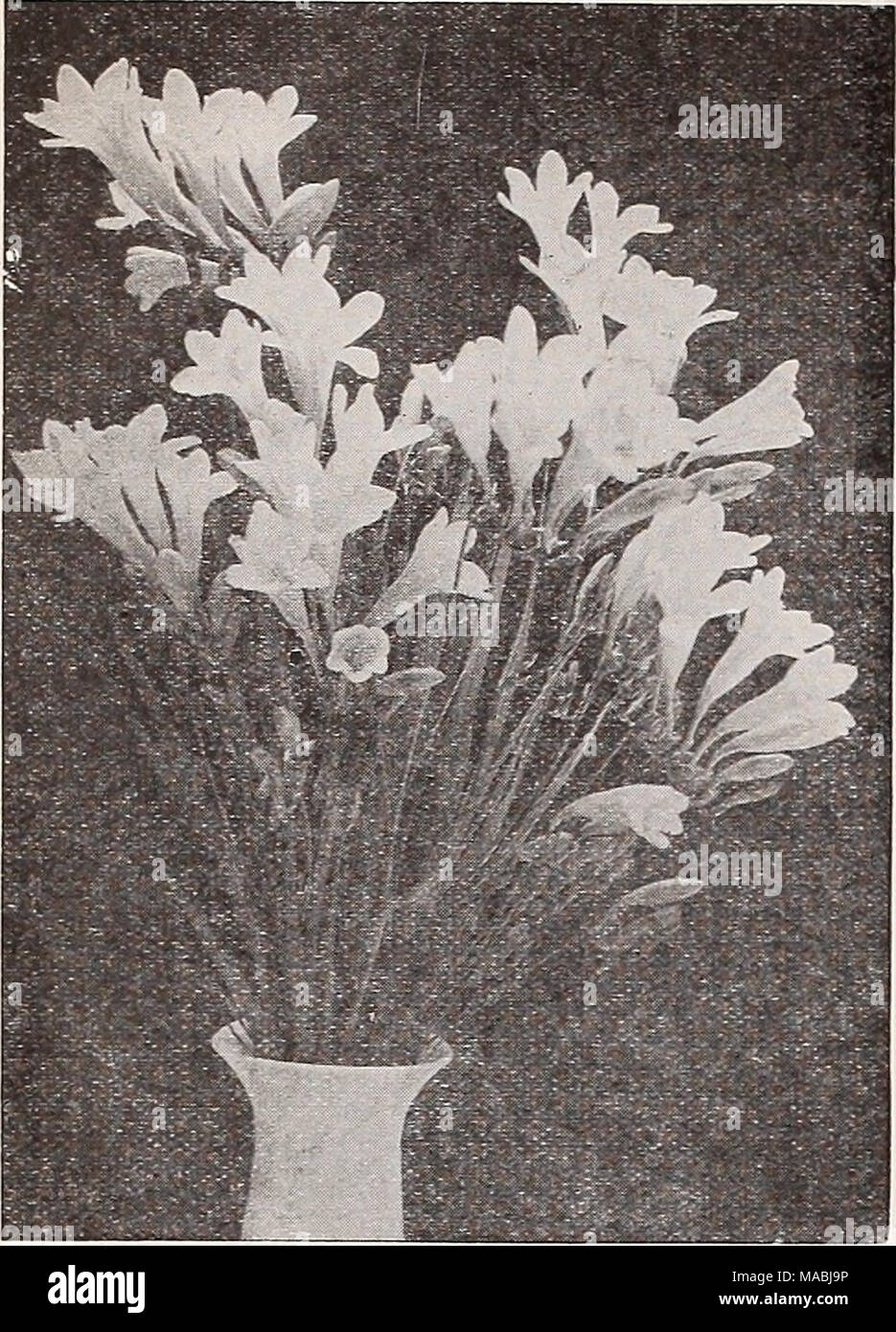 . Dreer's wholesale price list for florists : flower seeds lawn grass seeds bulbs plants sundries . Drecr's Improved Purity Freeslas Lilies for Easter Flowering Easter in 1934 comes on April 1st Lilium Harrisii (Ready early August) Our bulbs are carefully selected from a strain which Is of remarkable strong free growth, and val- uable for early forcing. Bulbs per Doz. 100 Case Case 7 to 9-in 200 $2 00 $14 00 $25 00 9 to 11-in 100 3 50 25 00 25 00 Lilium Philippinense Formosanum (Ready in August) A remarliable lily with umbels of large white fragrant, long trumpet shaped flowers. They are excel Stock Photo