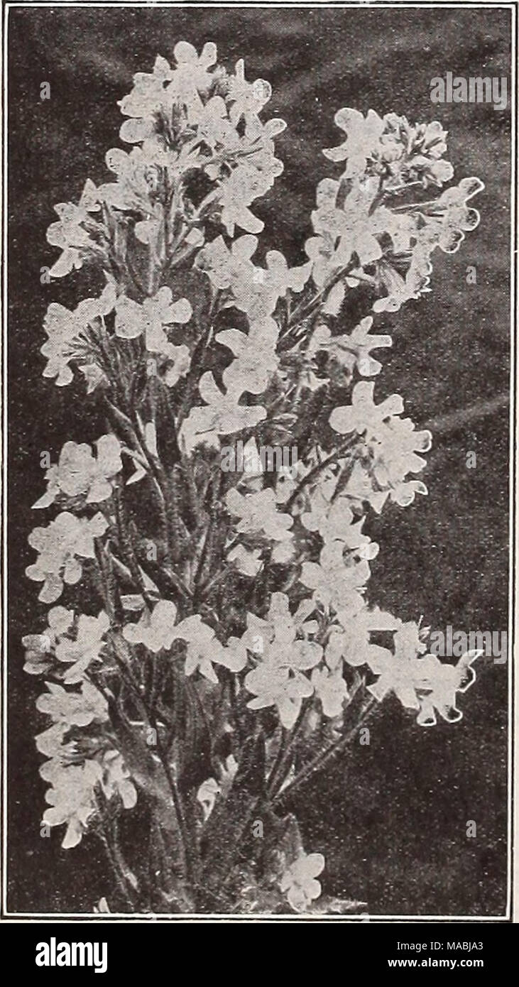 . Dreer's wholesale price list for florists : flower seeds lawn grass seeds bulbs plants sundries . Anchusa Myosotidiflora A distinct dwarf hardy species, 10 inches high, producing during April and May sprays of rich blue flowers. Excellent for the rock garden and as a ground cover for lilies. Trade pkt., 50 cts.; oz., $3.00. ?nehiua Itallea, Dropna.ore Variety Anemone (windaower) CorouarJa. Alixed Colors (Poppy Anemone). Trade pkt., 20 cts.; oz., 75 cts. St. Brlgid. A beautiful selection of the above. Our seed comes from a famous Irish grower and com- prises semi-double and double flowers in  Stock Photo