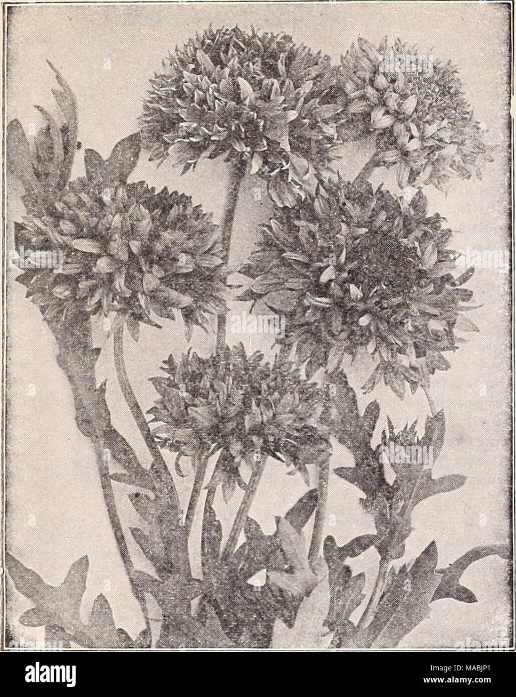 . Dreer's wholesale price list for florists : special spring edition . Gaillardla Double-flowering Dracaena Australia. Broad-leaved. % lb., $1.50. Indivisa. The popular centre plant for vases, etc., long, narrow, graceful foliage. (See Cut.) $1.00 per % lb 10 Tr. pkt. Oz. $0 15 $0 50 30 Echinocystis Lobata. (Wild Cucumber Vine) CO cts. per Y4. lb 10 Erysimum (Fairy Wallflower) Perofskianum. Bright orange yellow... 10 Eschscholtzia (California Poppy) Aurantiaoa. Golden orange. Very rich.. Chrome Queen. Rich chrome yellow Crimson King. Rich carmine crimson... Dazzler. A true flame scarlet Geisha Stock Photo