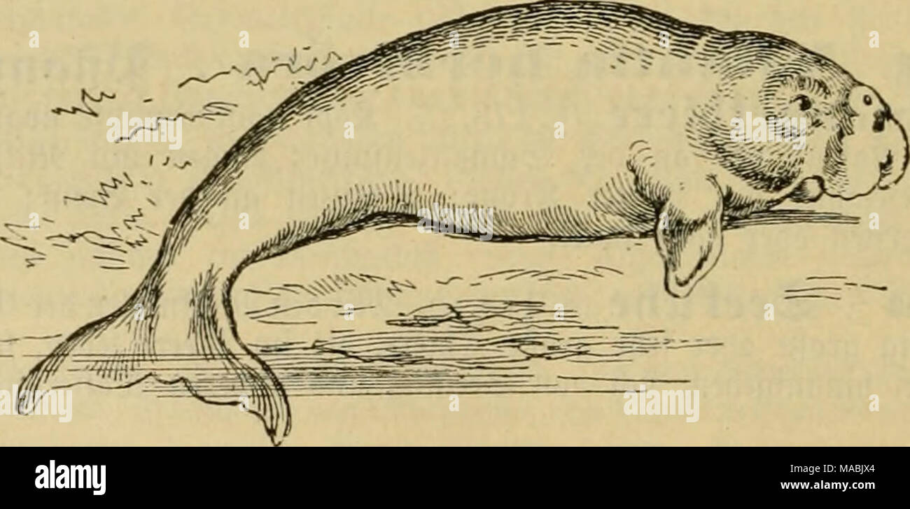 Lamantin High Resolution Stock Photography And Images Alamy