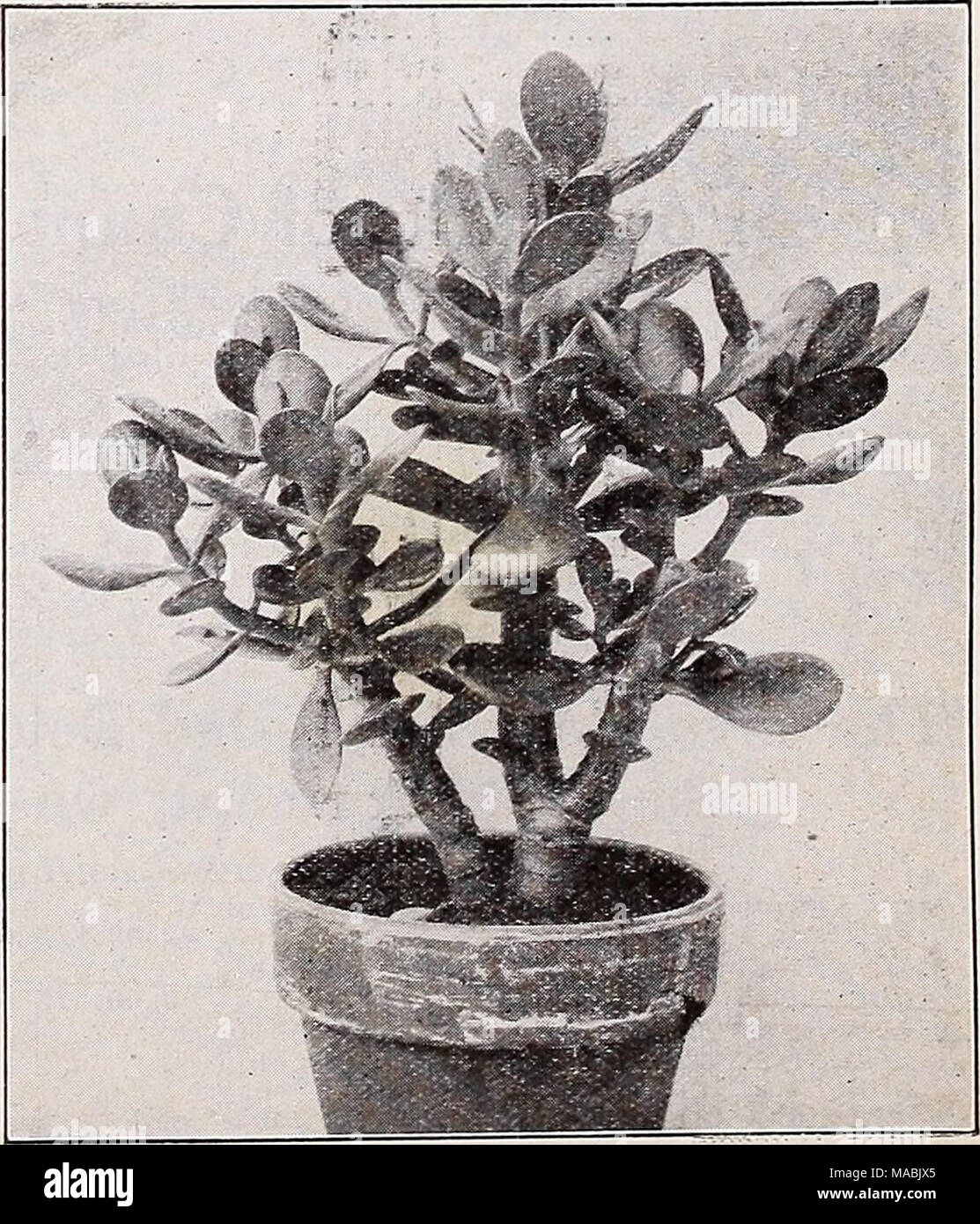 Gratuit Images Crassula Arborescens Stock Photos Crassula Arborescens Stock