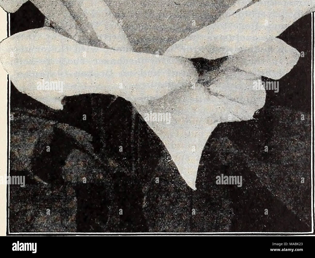 Early stage bulbs hi-res stock photography and images - Alamy