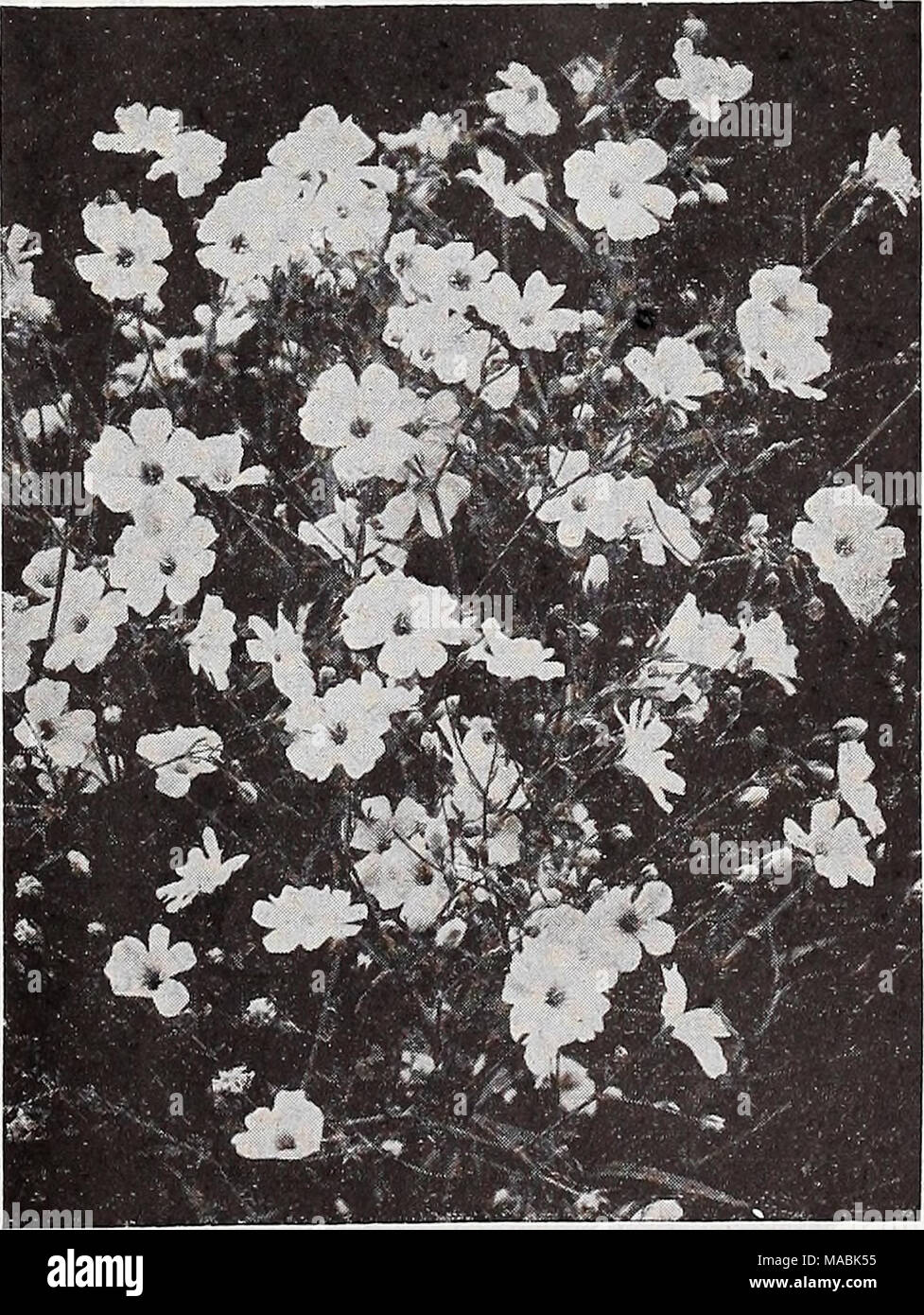 . Dreer's wholesale price list for florists : bulbs flower seeds lawn grass seeds plants sundries . Gypsophila Elegans Alba Grandiflora (Paris Market Strain) Hortus (New). A Concise Dictionary of Gardening. By L. H. Bailey, $10.00 per copy, postpaid. Stock Photo