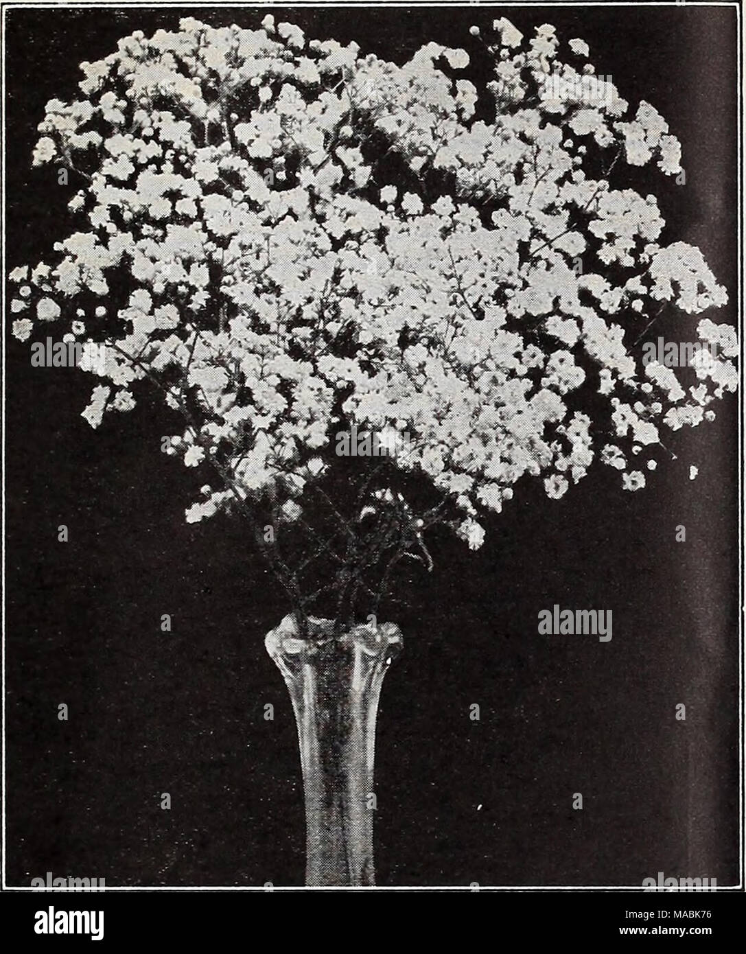 . Dreer's wholesale price list for florists : bulbs flower seeds lawn grass seeds plants sundries . Double-flowering Gypsophila Double-flowering Gypsophila Bristol Fairy In this we have a wonderful advance over the old type, a plant not only of greater vigor, produc- ing much larger panicles of flowers, in which the individual bloom is considerably larger, and of purer white color, but it also possesses the ad- vantage of flowering more or less continuously throughout the summer, new branches of bloom appearing after the first flush of flowers has passed, if these are cut away when through blo Stock Photo