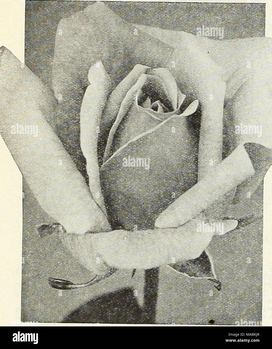 . Dreer's wholesale price list for florists : special spring edition . New Hybrid-Tea Rose, Impress A.bol (F. Evans, 1927). An exceptionally vigorous growing, very free-flowering, new white. No other white variety, and for that matter, very few colored varieties, have such a delightful sweet perfume as this novelty. In the bud stage and before the flowers are fully expanded, the centre petals are sometimes tinted with pink on the edges of the petals, passing to pure white as the flowers develop. A good shapely bud and full, double, well formed flower. .$75.00 per 100. Betty Suttor (McGredy &am Stock Photo