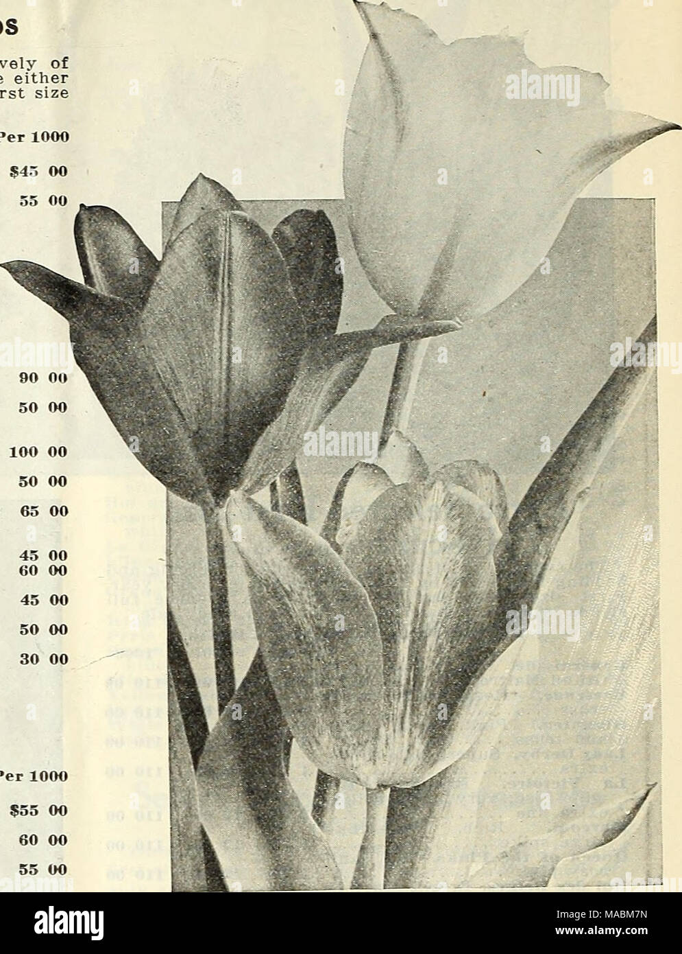 Dreer S Wholesale Price List For Florists Flower Seeds