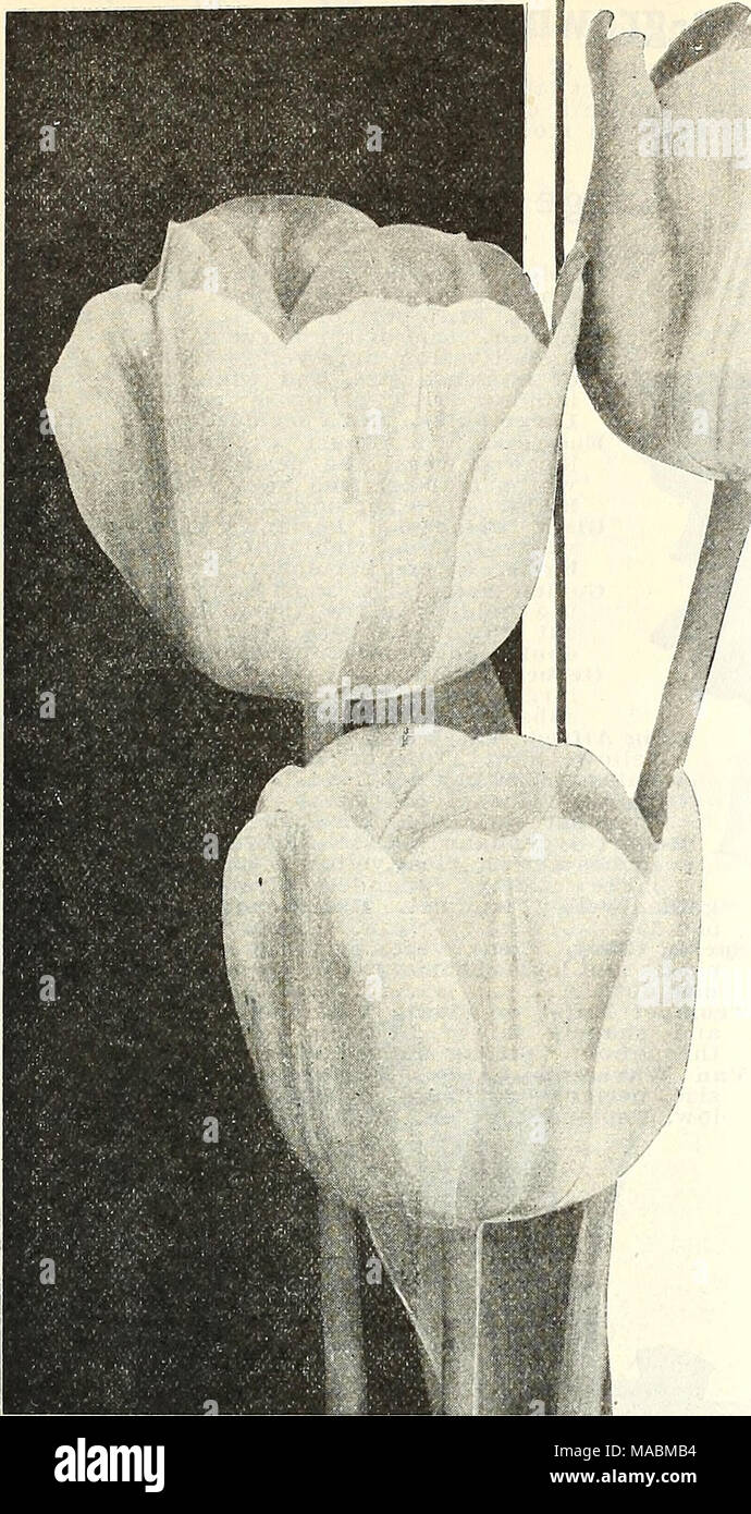 Dreer S Wholesale Price List For Florists Bulbs Flower