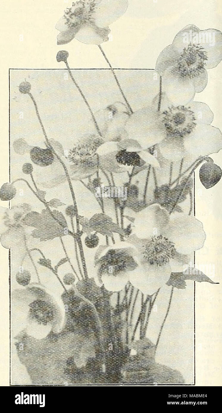 . Dreer's wholesale price list : flower seeds plants and bulbs vegetable seeds sundries for florists . Aiii'iiione HnpelieiiMx Acanthus (Bear's Breeeh) Per doz. Mollis Latifoliiis. 3^4-inch pots .$2 00 Achillea onifoii) Boule de Niege. 3-inch pots Filipendulina. 3 I2 -inch pots MiUefolium Rosenin. 3%-inch pots. Rupe.stris. 3-inch pots The Pearl. 3-inch pots Tomentosa. 3-inch pots Uiiibellatns. 3-inch pots Aconitum (Monkshood) Fischeri. Strong' roots Sparks Variety. Strong roots. Wilsoni. Strong roots 2 00 2 00 3 00 Aethionema (Lebanon Candytuft) Iberideuni. Persica. 3 3-inch pots, -inch pots . Stock Photo