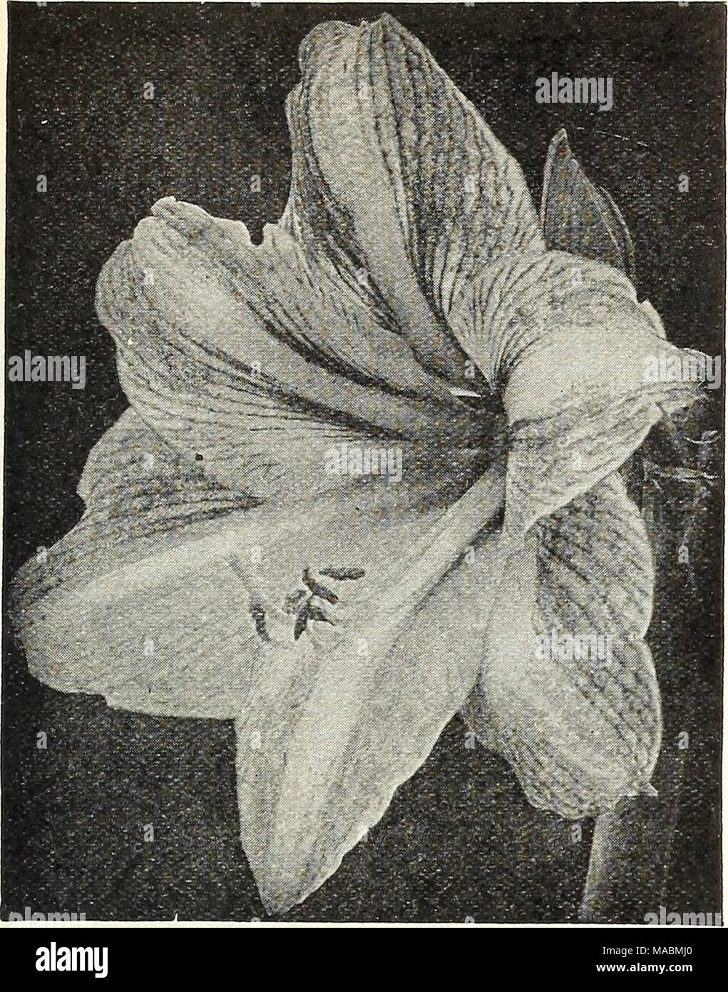 . Dreer's wholesale price list : flower seeds plants and bulbs vegetable seeds sundries for florists . Dreer's Giant American Hybrid Amaryllis Achimenes A plant closely allied to the Gloxinia and which will succeed best under similar cultivation. Achimenes are supplied in small corms or rhizomes, and for best effect three or more should be planted in a pot. They continue in flower for a period of from 8 to 10 weeks. We offer six distinct varieties with flowers averaging IVi Inches in diameter. Ambroise Verschaffelt. Blush white with delicate tracings of pale purple. Galatea. Large deep lavende Stock Photo