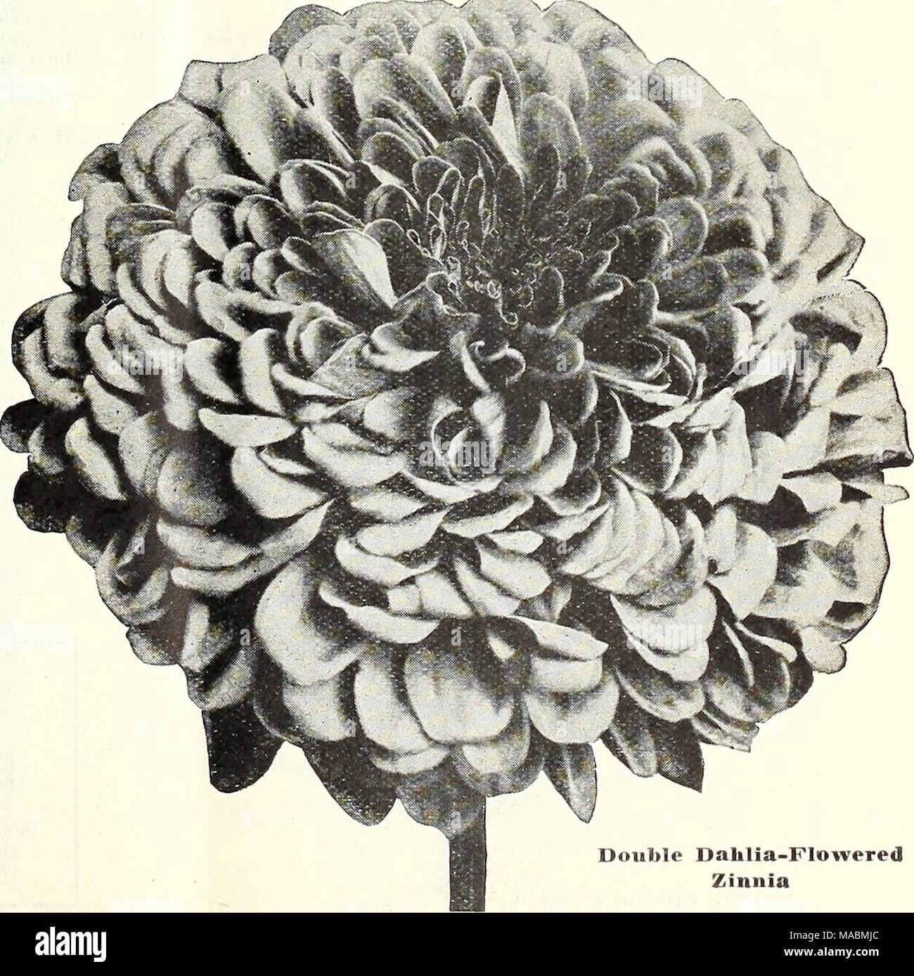 . Dreer's wholesale price list : flower seeds plants and bulbs ...