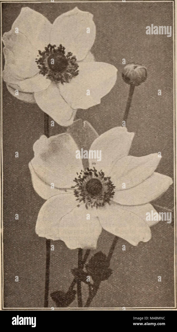 . Dreer's wholesale price list / Henry A. Dreer. . Saliclfoiia. JAPANESE ANEMONE Amsonia. Per doz. PerlOO Strong plants $1 50 $10 00 The New Anchusas. The Improved Varieties of Italian Alkenet or Bugloss. Dropmore Variety. Rich gentian-blue ) Opal. A splendid lustrous light blue $1.50 per doz.; $10.00 per 100 Perry's Variety. Rich deep blue &gt; Anchusa Myosotidiflora. (Ready in Nov.) A distinct new species from the Caucasian mountains, growing but 10 to 12 inches high, producing during April and May sprays of beautiful Forget-me-not-like flowers of rich blue. 35 cts. each: $3.50 per doz. Anem Stock Photo