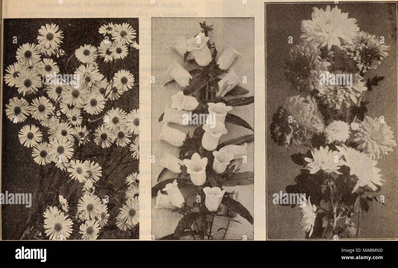 . Dreer's wholesale price list / Henry A. Dreer. . BOLTONIA CAMPANULA MEDIUM (Canterbury Bells) POMPON CHRYSANTHEMUMS I Astilbe Arendsi. This new type is of very vigorous growth, producing many- branched, feathered heads of flowers. 2&gt;2 to 3 feet high. Ceres. Delicate, light rose with silvery sheen. Juno. Strong upright plumes of deep violet rose. Salmon Queen. Beautiful salmon pink. Venus. Deep violet rose. Vesta. Light lilac rose. Pink Pearl. Dense plumes of delicate pink. 30 cts. each; $3.00 per doz. Choicest Mixed Varieties of above, $2.00 per doz.; $15.00 per 100. Astilbe. Davldll. Fea Stock Photo