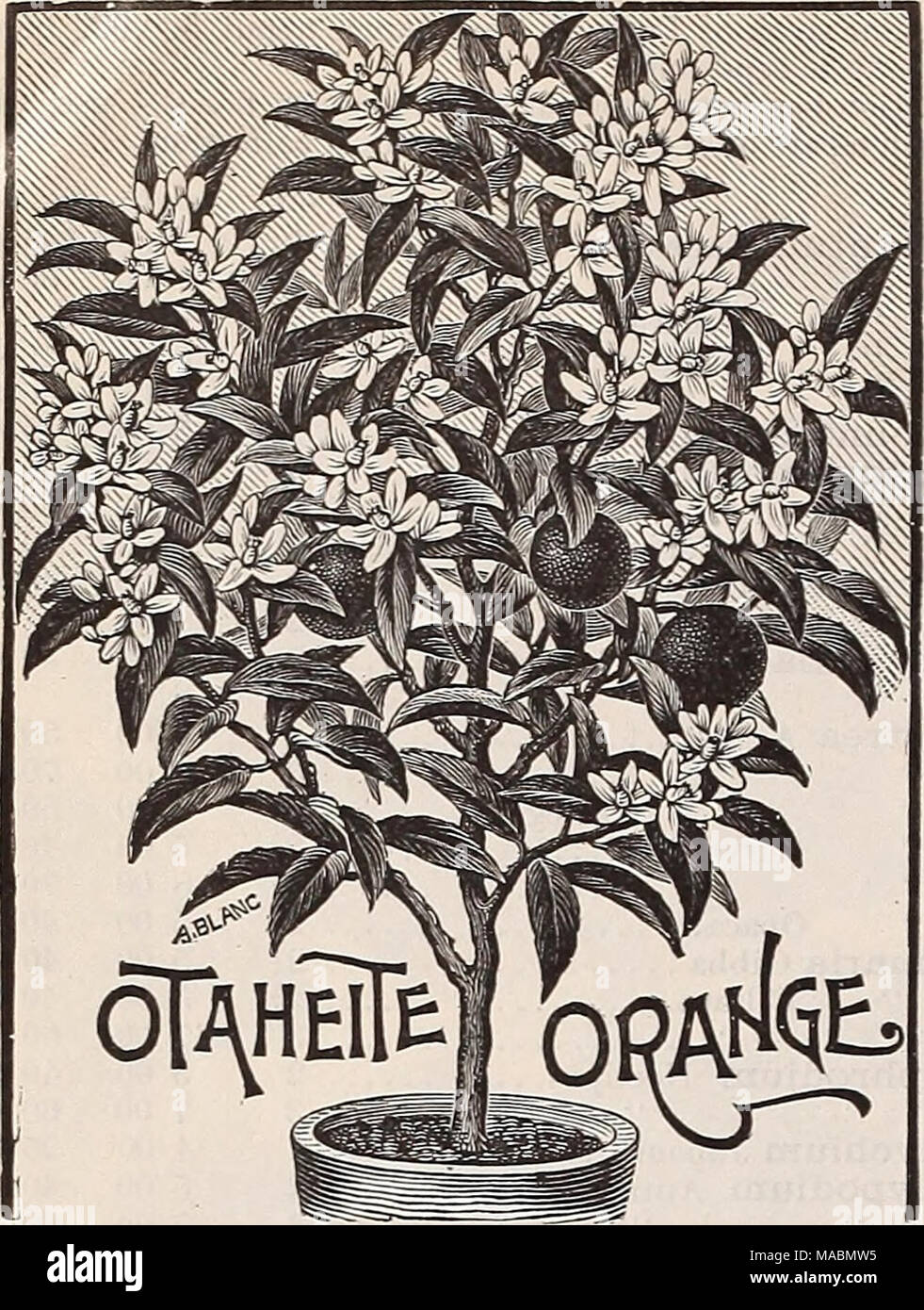 . Dreer's quarterly wholesale price list of bulbs, plants, vegetable and flower seeds for fall sowing : implements, fertilizers and requisites . Liinniu Trigynnm. &quot;We will have a fine lot of this useful fall and winter flowering plant ready early in October ; strong 4 inch pots, $1.25 per doz.; $10.00 per 100. IVIllSa £llSete« (Abyssinian Banana.) The leaves of this magnificent plant are long, broad and massive, of a beautiful green, with a broad crimson midrib ; the plant grows luxuriantly from 8 to 12 feet high, produc- ing a tropical efl'ect. Strong 5 inch pots, 50 cents each ; $5.00 p Stock Photo