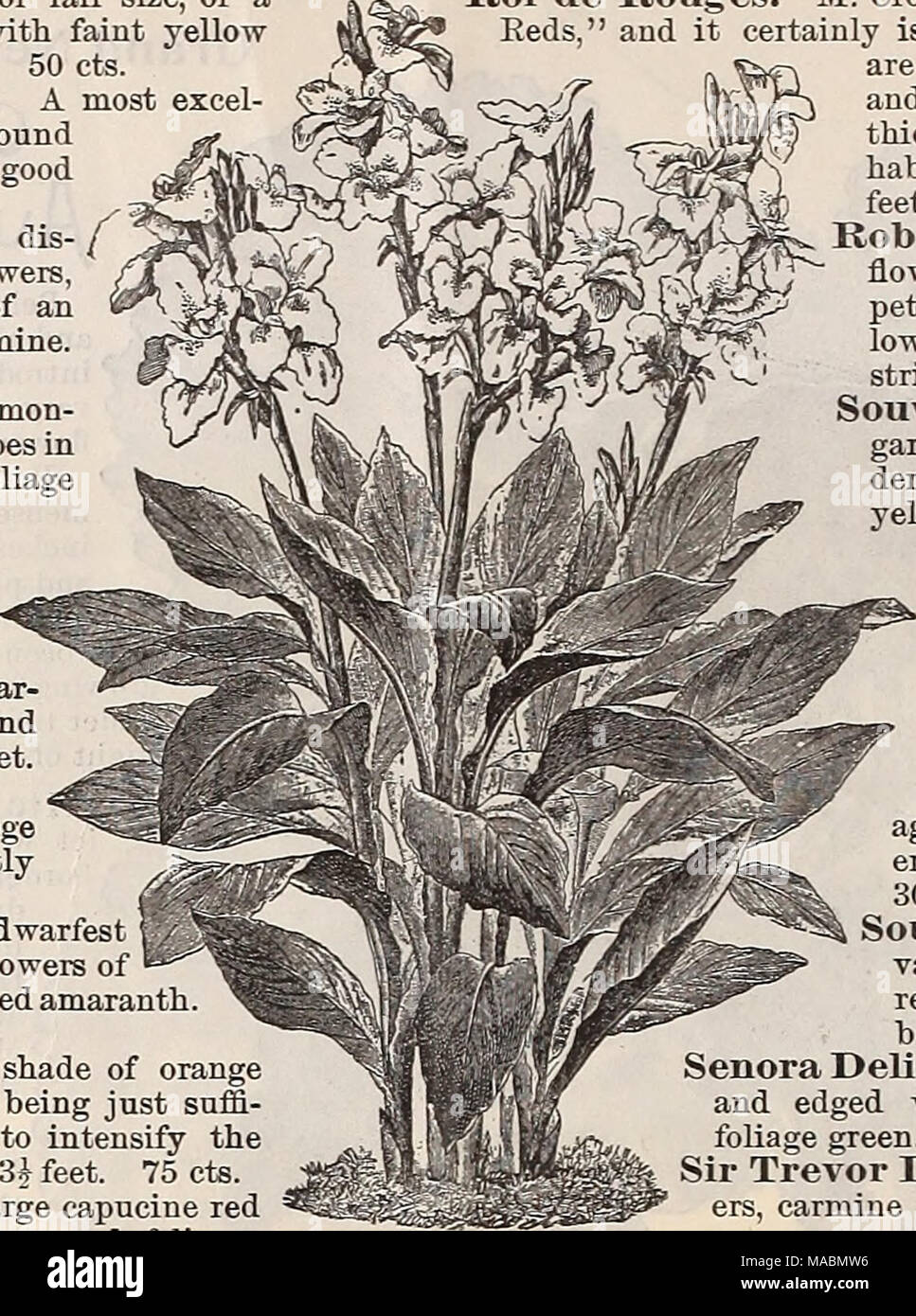 . Dreer's quarterly wholesale price list : seeds plants bulbs tools fertilizers sundries &amp;c . Roi de Rouges. M. Crozy calls this the &quot; King of the Eeds,&quot; and it certainly is a grand variety ; the flowers are of good size, with heavy petals, and are produced freely on stout, thickly-set stems ; foliage green ; habit compact, not exceeding 3 feet. 75 cts. Robert Owen. A medium-sized flower, quite distinct in color, petals being of a light canary yel- low, with lower petals irregularly striped and spotted red. 50 cts. Souv. de Mnie. Crozy. Large garnet red flowers, with broad bor- d Stock Photo