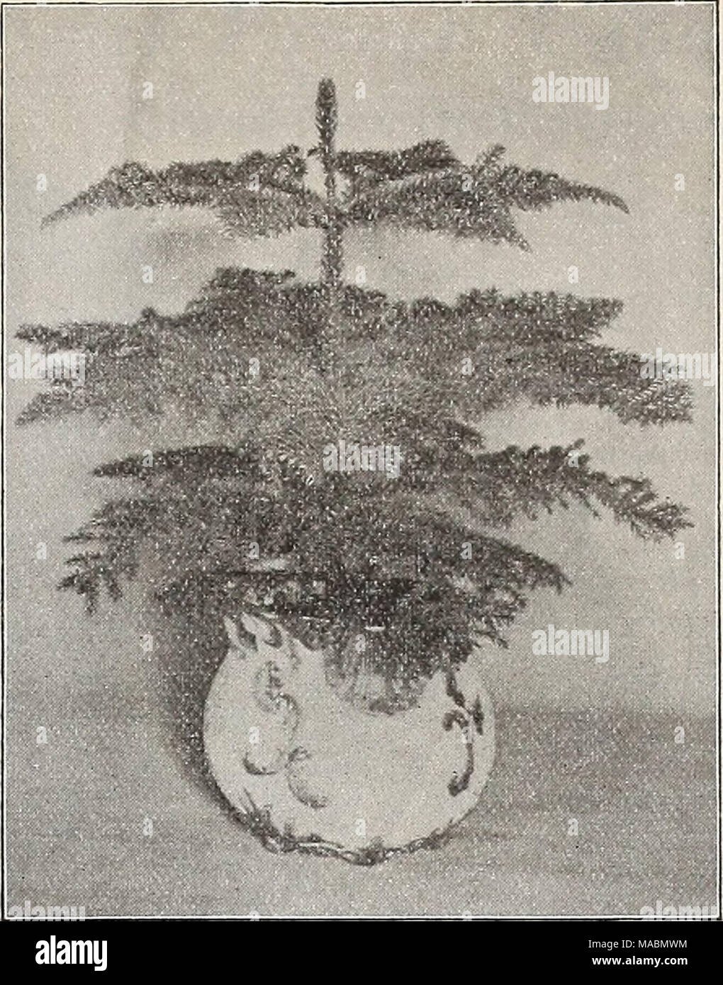 . Dreer's quarterly wholesale price list : seeds plants bulbs tools fertilizers sundries &amp;c . Araucaria Excelsa. Araucaria Excelsa. (Norfolk Island Pine.) We offer a beautiful lot of this handsome decorative plant, in 6 inch pots, 15 to 18 inches high, 3 to 4 tiers, $1.50 each. Also a limited stock of young plants, in 4 inch pots, about 6 inches high, at 60 cts. each. Ardisia Crispa. Similar to Ardisia Crenulata in every way, except that the fruit is much larger and of a darker, richer color, and more prolific. The plants we offer are in elegant condition and should all fruit the coming se Stock Photo