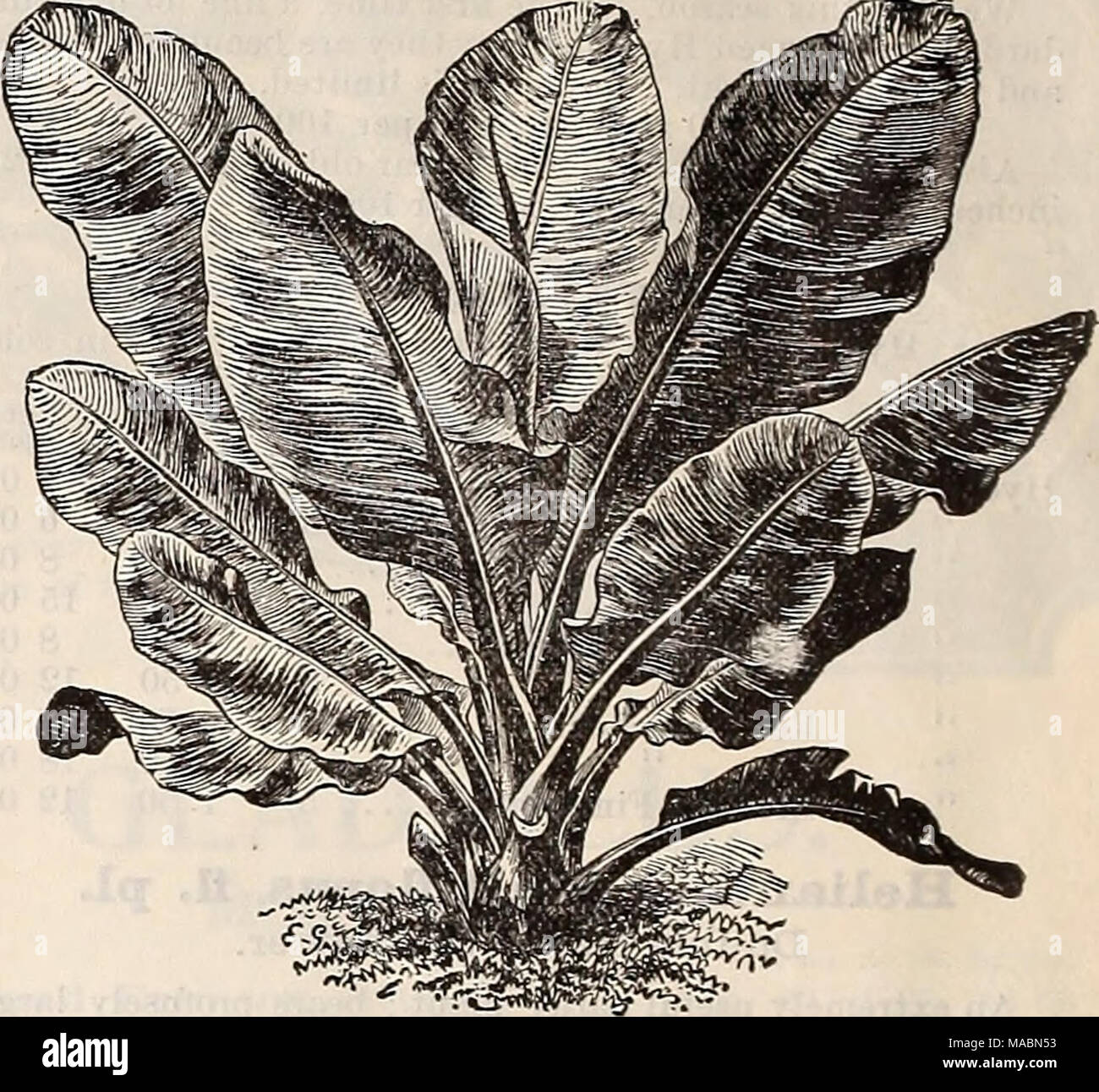 . Dreer's quarterly wholesale price list of seeds, plants &amp;c. : winter edition January 1896 March . Musa Ensete. Mnsa Ensete. Abyssinian Banana. The leaves of this magnificent plant are long, broad and massive, of a beautiful green, with a broad crimson midrib ; the plant grows luxuriantly from 8 to 12 feet high, producing a tropical effect. Strong 5 inch pots, 50 cents each. Otaheite Orange. We offer a fine lot of these in strong plants, which should fruit freely the coming season. Strong 4 inch pots, $3.50 per doz. &quot; 5 inch pots, $5.00 per doz. &quot; 6 inch pots, $10.00 per doz. Pa Stock Photo