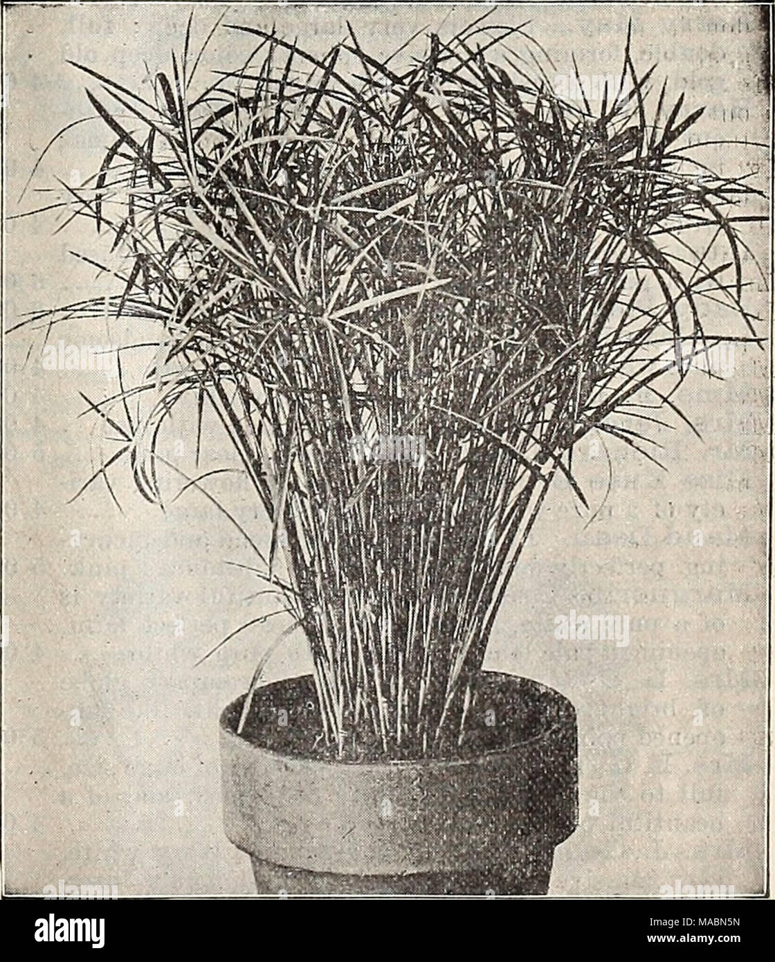 . Dreer's quarterly wholesale price list of seeds, plants &amp;c. : winter edition January 1896 March . Cvperus Alternifolius Gracilis. Cyperus Alternifolia Gracilis. A pretty new variety of Cyperus with graceful narrow foliage, entirely distinct, which is certain to become very popular. 2£ inch pots, $1.25 per dozen ; $10.00 per 100. Stock Photo