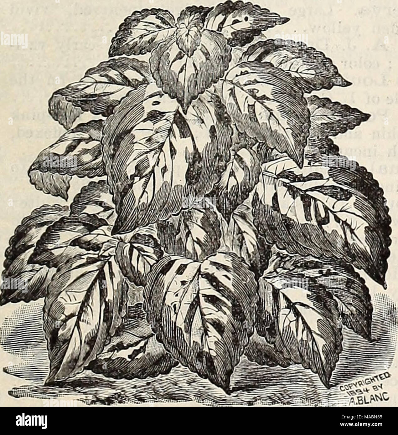 . Dreer's quarterly wholesale price list of seeds, plants &amp;c. : winter edition January 1896 March . B§tHR5ABi.w4&amp; New Coleus, Mrs. F. Sander. Coleus, Mrs. F. Sander. This splendid new Coleus differs from all other varieties in having a wedge of creamy white in the centre of the leaf, with a clearly defined margin of oxide green, bronze, crimson and purple. It is the most beautiful and distinct variety yet raised. 75 cents per dozen ; $5.00 per 100. Crotons. We offer 10 choice varieties. $10.00 per 100; set of 10 for $1.50. Carex Japonica Variegata. A pretty, new ornamental sedge, with  Stock Photo