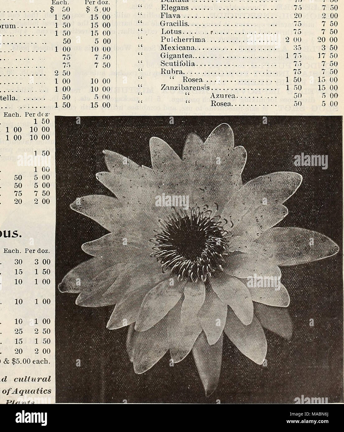 . Dreer's quarterly wholesale price list of seeds, plants &amp;c. : spring edition April 1896 June . Nymphs Gigantea. Stock Photo
