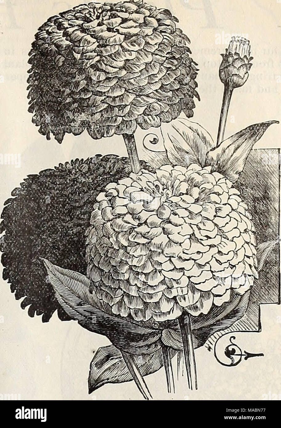 . Dreer's quarterly wholesale price list of seeds, plants &amp;c. : winter edition January 1896 March . Zinnia Elegans, Double. Vinca, Eosea. Eose, with dark eye '' Alba. White, with crimson eye.. &quot; Alba Pura. Beautiful pure white, &quot; Mixed Viola odorata, The Czar &quot; blue &quot; &quot; white &quot; &quot; mixed Wallflower. Double mixed Trade pkt. ... 20 20 20 20 30 25 25 25 40 &quot; Single mixed 10 Water^Liily Seeds. Nymphaea Dentata 50 &quot; Gracilis 50 '' Lotus 50 Scutifolia 50 '' Zanzibarensis, purple 50 &quot; &quot; azurea, blue 50 &quot; &quot; rosea, rose.. 50 Nelumbium s Stock Photo