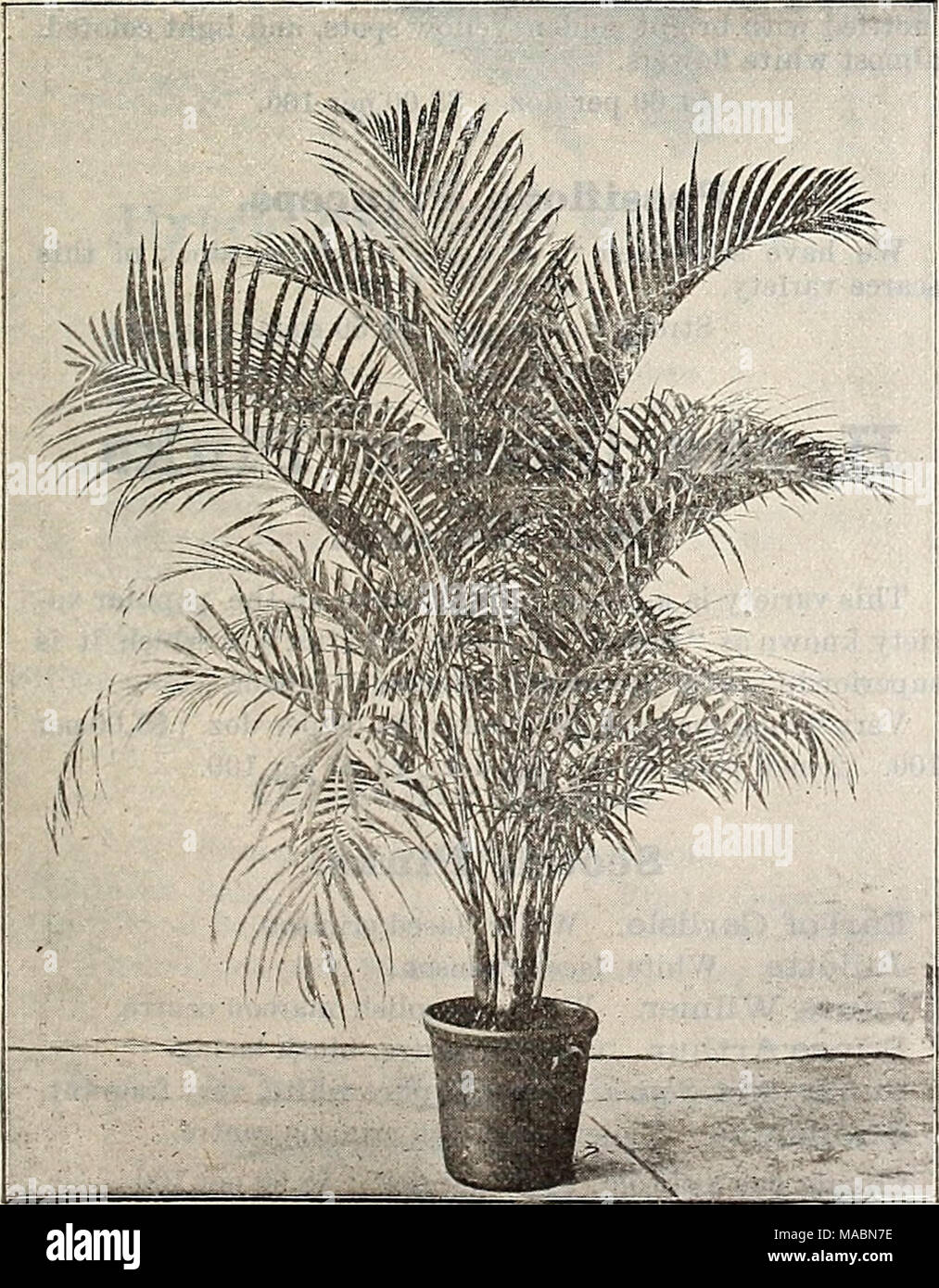 . Dreer's quarterly wholesale price list of seeds, plants &amp;c. : spring edition April 1896 June . Areca Lntescens. Inch Pots. 9* 3 4 5 6 Inches high. 6 12 to 15 15 Per doz. 75 $1 25 3 50 Per 100. 6 00 $10 00 25 00 15 (3 plants in a pot) 24 to 30 (2 and 3 plants in pot) Per 1000. $ 50 00 95 00 275 00 Per doz. $ 6 00 15 00 Areca Lutescens. Specimen Plants of Areca Lntescens. A limited lot of really grand specimen plants in 12 and 14 inch pots, from 7 to 8 feet high, bushy and perfect, at $20.00, $25.00 and $30.00 each. Cocos Weddelliana. Fine young plants, in 2} inch pots, about 6 inches high Stock Photo