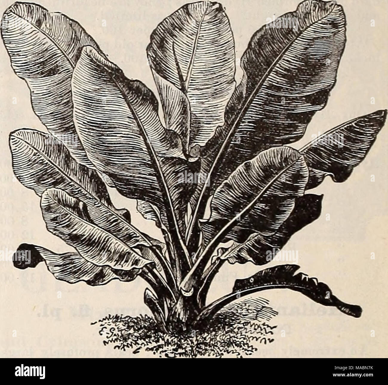 . Dreer's quarterly wholesale price list of seeds, plants &amp;c. : spring edition April 1896 June . Lychnis, Plenissima Sempekflorens. MUSA ENSETE. Mnsa Ensete. Abyssinian Banana. The leaves of this magnificent plant are long, broad and massive, of a beautiful green, with a broad crimson midrib ; the plant grows luxuriantly from 8 to 12 feet high, producing a tropical effect. Strong 5 inch pots, 50 cents each. Otaheite Orange. We offer a fine lot of these in strong plants, which should fruit freely the coming season. Strong 4 inch pots, $3.50 per doz. &quot; 5 inch pots, $5.00 per doz. &quot; Stock Photo