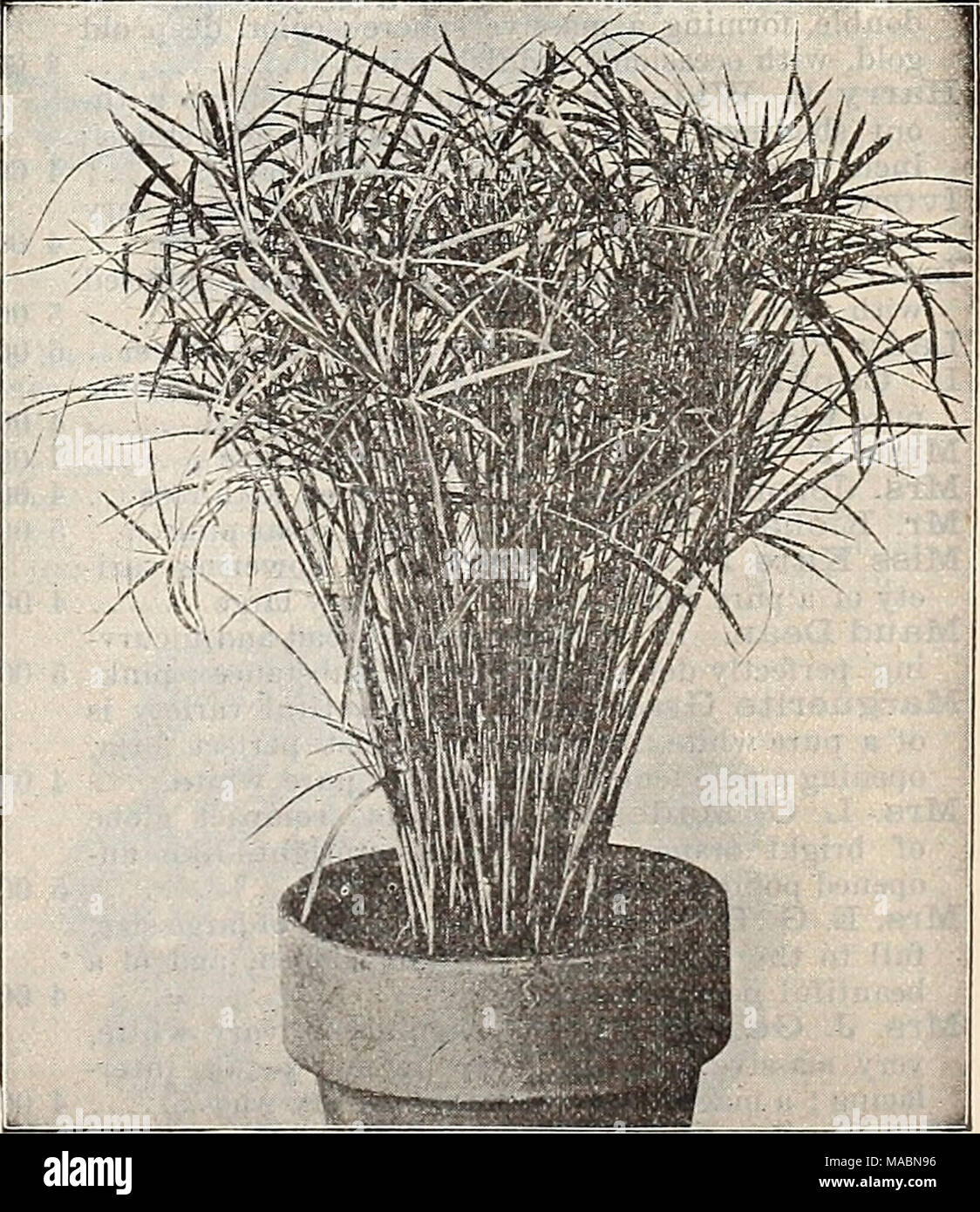 . Dreer's quarterly wholesale price list of seeds, plants &amp;c. : spring edition April 1896 June . Cyperus Alternifolius Gracilis. Cy per us Alter nifolia Gracilis. A pretty new variety of Cyperus with graceful narrow foliage, entirely distinct, which is certain to become very popular. 2h inch pots, $1.00 per dozen ; $8.00 per 100. Stock Photo