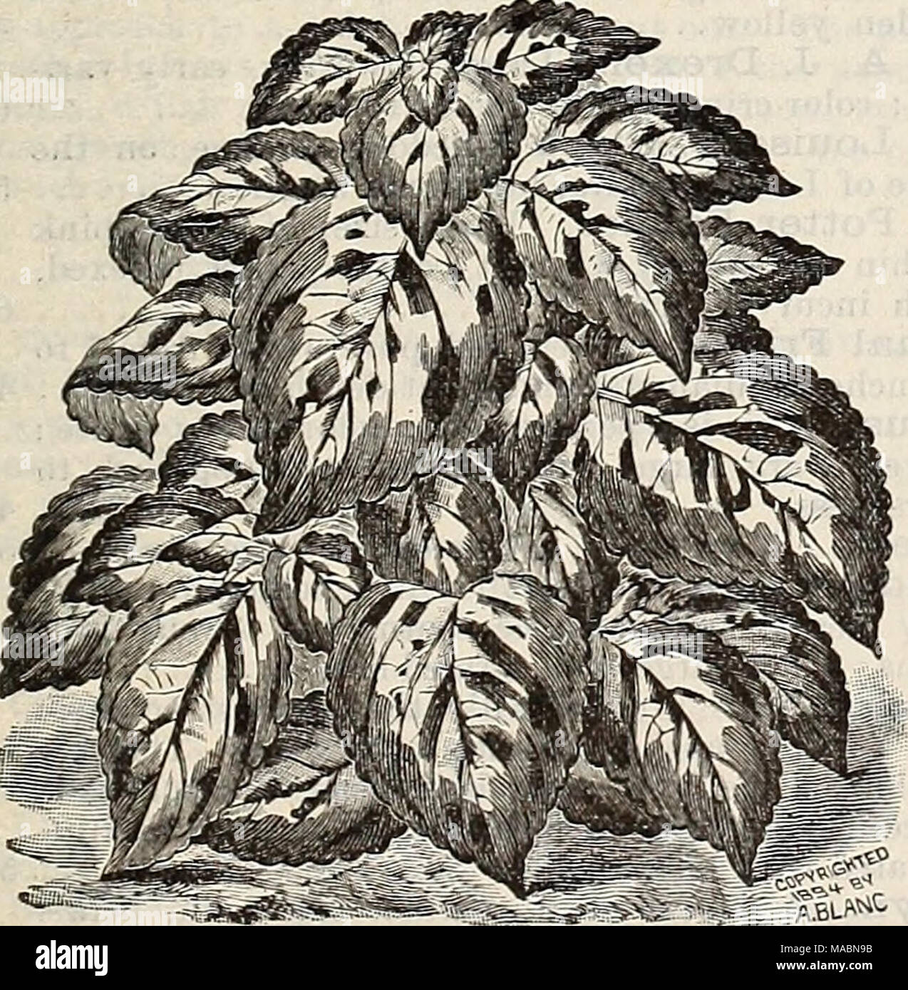 . Dreer's quarterly wholesale price list of seeds, plants &amp;c. : spring edition April 1896 June . JSi-w (Joleus, Mrs. F. Sander Coleus, Mrs. F. Sander. This splendid new Coleus differs from all other varieties in having a wedge of creamy white in the centre of the leaf, with a clearly defined margin of oxide green, bronze, crimson and purple. It is the most beautiful and distinct variety yet raised. 60 cents per dozen ; $5.00 per 100. Cissus Discolor. Strong 2 inch pots of this beautiful climber, dozen ; $8.00 per 100. LOO per Crotons. We offer 10 choice varieties in good young plants. per  Stock Photo
