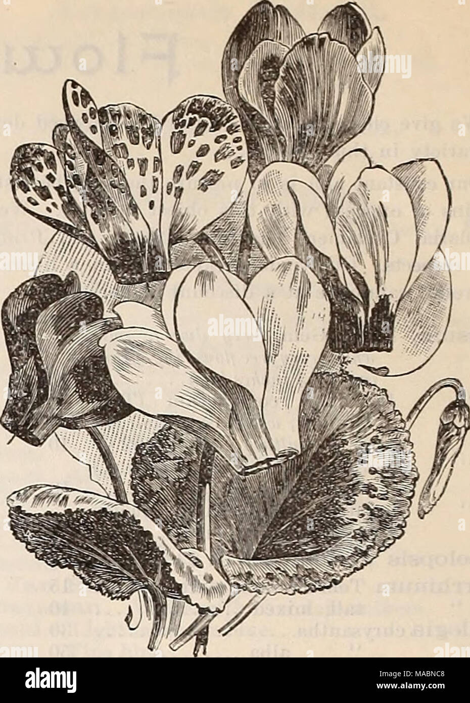 . Dreer's quarterly wholesale price list of bulbs, plants,seeds, &amp;c. : autumn edition, September 1896 December . MEL. ¥ m . W/ Cyclamen Persicum Giuanteum. Trade pkt. Peroz. Dianthus Plumarius (Pheasants' Eye Pink), single mixed $ 10 $ 15 &quot; &quot; Double mixed 50 3 00 &quot; &quot; Semperflorens ... 1 00 Dracaena Indivisa, splendid vase plant 15 50 &quot; &quot; Lineata 25 1 00 &quot; Australis 40 2 00 Geranium, Apple scented, new crop just received. Per 100 seeds, 25c; per 1000 seeds, $2.00. Stock Photo