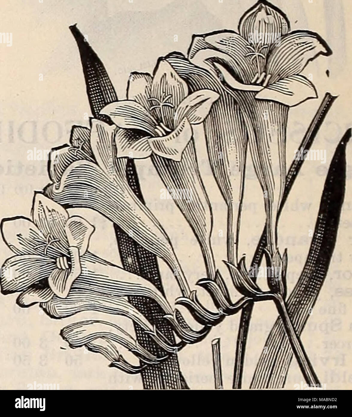 . Dreer's quarterly wholesale price list of bulbs, plants,seeds, &amp;c. : autumn edition, September 1896 December . 3 00 5 25 3 00 2 50 2 50 2 50 2 50 Freesia refracta alba, selected &quot; '' &quot; first size Leichtlinii Gladiolus, The Bride Gloxinia,, choice mixed Hemerocallis flava ;' fulva Iris, English mixÂ«d &quot; Spanish, William I. &quot; 'â¢ Mont Blanc &quot; &quot; Mixed &quot; Susiana 'â Germanica, 10 named sorts &quot; &quot; mixed &quot; Ksempferii, 10 named sorts mixed Â» '' Pavonia Ixia, crateroides 1' mixed .... Lachenalia pendula tricolor Ornithogalum arabicum Oxalis Bowei  Stock Photo