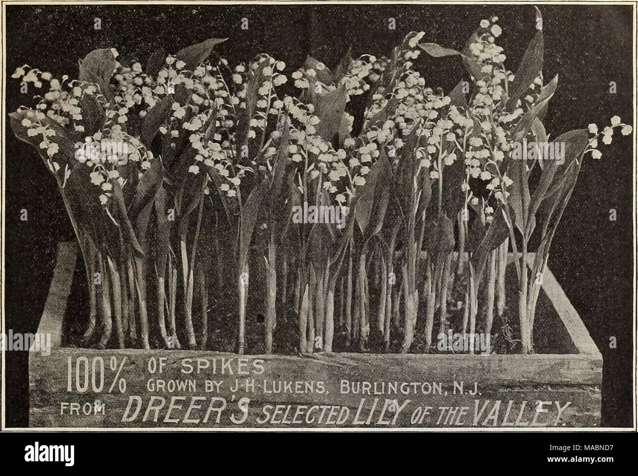 80 year old gardening hi-res stock photography and images - Alamy