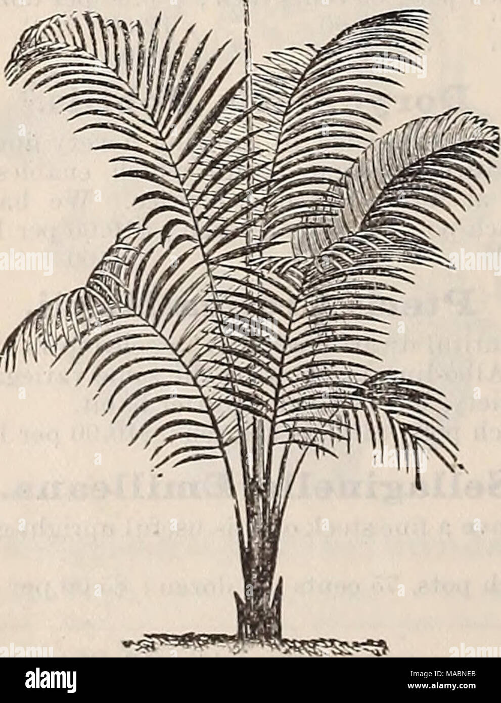 . Dreer's quarterly wholesale price list of seeds, plants, bulbs, &amp;c. : summer edition July 1895 August . Cocos Weddelliana. Areca Lutescens, Inches high. Per doz. Per 100. 2 inch pots 6 to 8$ 75 $6 00 3 &quot; &quot; 12 to 15 125 10 00 6 &quot; &quot; (3 plants in a pot) 20 to 24 12 00 100 00 Specimen Plants of Areca Lutescens. 12 inch pots, 6 to 8 feet high, single stems, fine plants for decorating, $7.50 each. 12 inch pots, 6 to .7 feet high, single stems, with several good side branches, S10.00 each. 12 inch pots, 6 feet high, bushy well-formed speci- mens of good value, $12.50 each.  Stock Photo