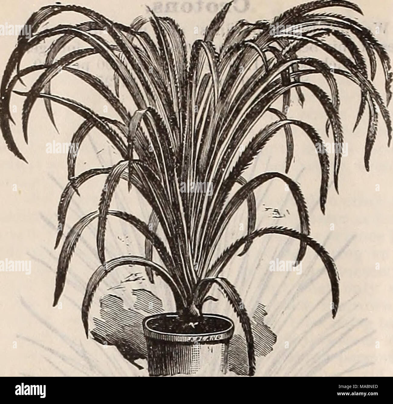 . Dreer's quarterly wholesale price list of seeds, plants, bulbs, &amp;c. : summer edition July 1895 August . Pa.ndanus Utius. Pandanns Utilis. A fine lot in 2} inch pots, 75 cts. per doz.; $6.00 per 100 ; $50.00 per 1000. Pitcher Plants—Nepenthes. We offer 6 choice varieties of these interesting plants, growing in 6 inch square cedar baskets. Price, $1.50 each. Sclmbertia Grandiflora. An exceedingly pretty climber, -which succeeds admirably in the open ground during the summer months, producing clusters of large funnel-shaped fleshy-white flowers of delightful fragrance, not unlike Stephanoti Stock Photo