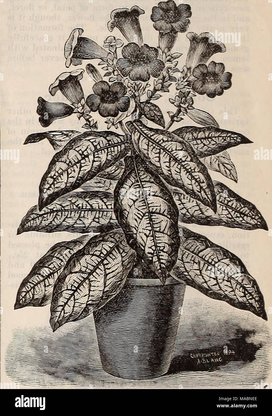 . Dreer's quarterly wholesale price list of seeds, plants, bulbs, &amp;c. : summer edition July 1895 August . Strobilaxthe; DYIlRIANI'S. Strobilanthes Dyerianus. A new and attractive plant suitable for growing in pots for house decoration and for bedding out in the summer ; it forms a compact bush 18 inches high with leaves 6 to 9 inches long and 3 to 4 inches wide, of the most intense metallic purple color, shad- ing into light rose with a light green margin, a combi- nation nuapproached by any other plant. The floweTs are of a violet blue and very pretty. It is said to make an excellent bedd Stock Photo