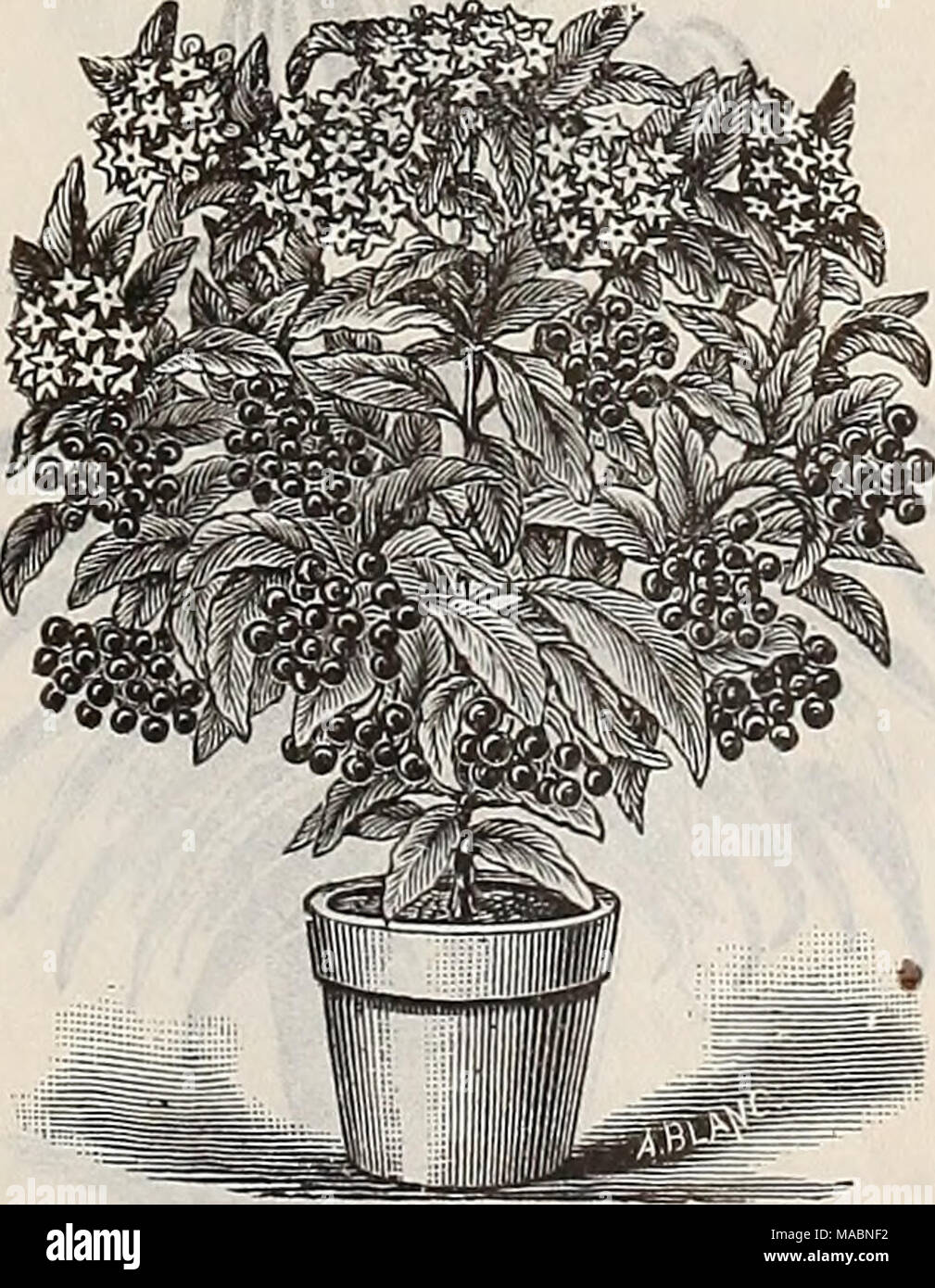 . Dreer's quarterly wholesale price list of seeds, plants, bulbs, &amp;c. : summer edition July 1895 August . Ardisia Crispa. Similar to Ardisia Crenulata in every way, except that the fruit is much larger and of a darker, richer color. 2 inch pots, 75 cts. per doz. ; $6.00 per 100.' 4 &quot; &quot; $3.00 &quot; 25.00 &quot; 5 &quot; &quot; 6.00 The greater part of 5 inch pots will fruit this season. They are nice bushy plants about 8 to 10 inches high. Stock Photo