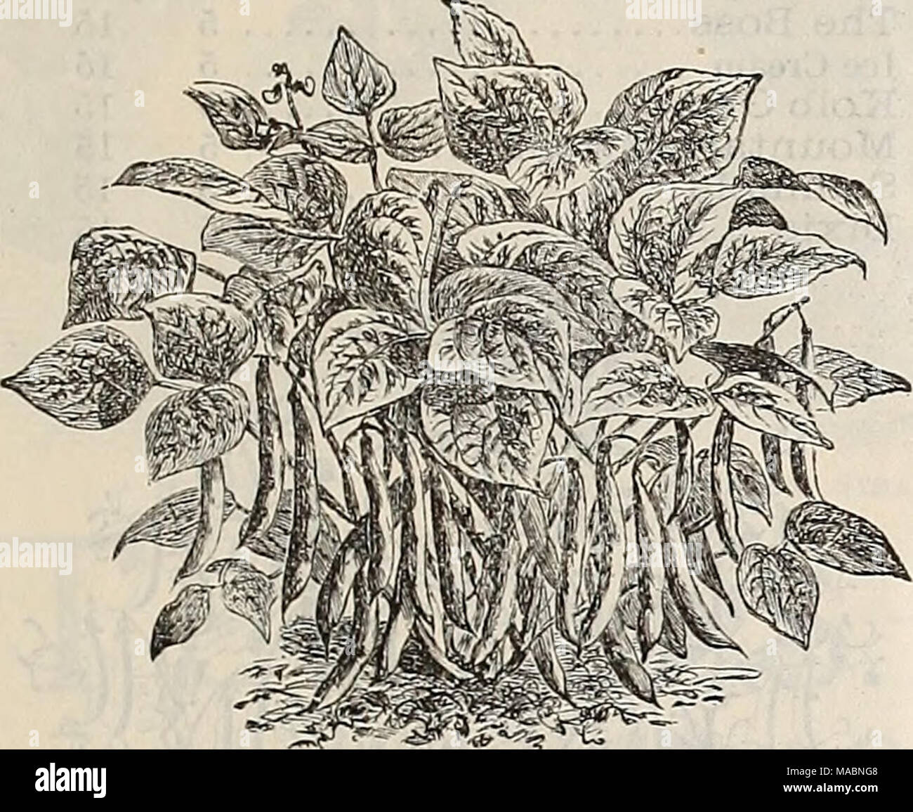 . Dreer's quarterly wholesale price list of seeds, plants, bulbs, &amp;c. : summer edition July 1895 August . Improved Early Valentine. BEANS, Dwarf or Bush. Qt. Improved &quot;Early Round Pod Valentine 20 Early Mohawk 20 Long Yellow Six Weeks 20 Early Round Yellow Six &quot;Weeks. Stringless 20 Extra Early Refugee 20 Ne Plus Ultra 25 Emperor William 25 Boston Pea Bean. 20 White Kidney, or Royal Dwarf ... 20 White Marrowfat 20 Green Flageolet (Paris Canner) 25 Wax Varieties. Qt. Imp. Prolific Black Wax 25 Black-eyed &quot;Wax 25 Golden &quot;Wax Improved 25 Golden-eyed Wax 25 Ward-well's Kidne Stock Photo